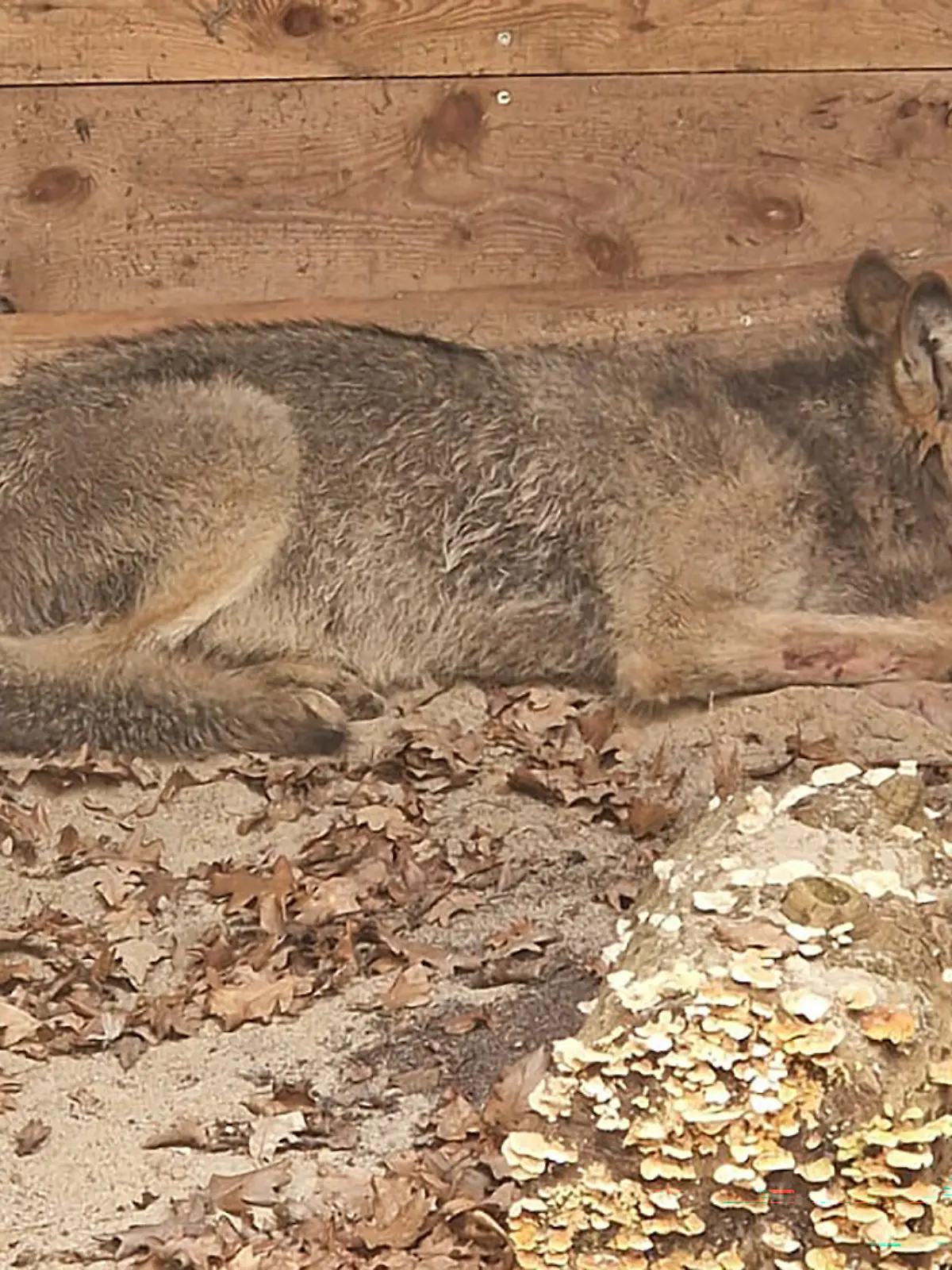 Der Wolf, der eine Frau in Hamburg verletzt hat, liegt in eine Wildtierauffangstation bei Sachsenhagen. - Wiederholung mit verändertem Bildausschnitt +++ dpa-Bildfunk +++