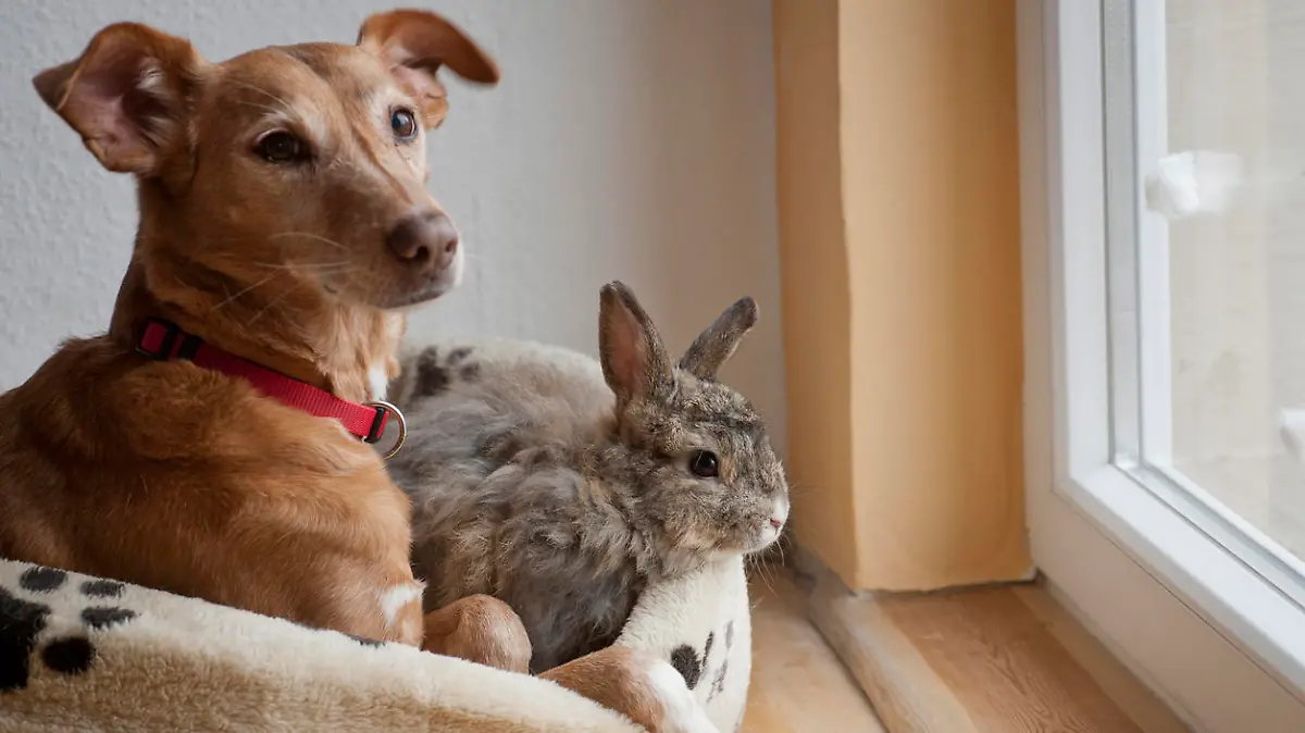 Hund und Kaninchen kuscheln im Körbchen