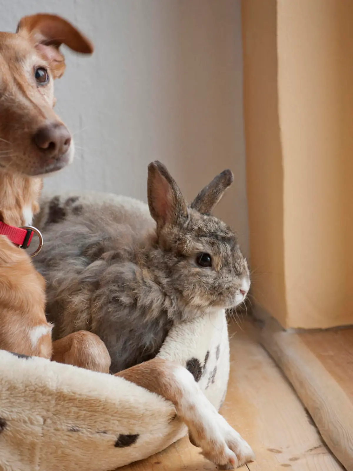Hund und Kaninchen kuscheln im Körbchen