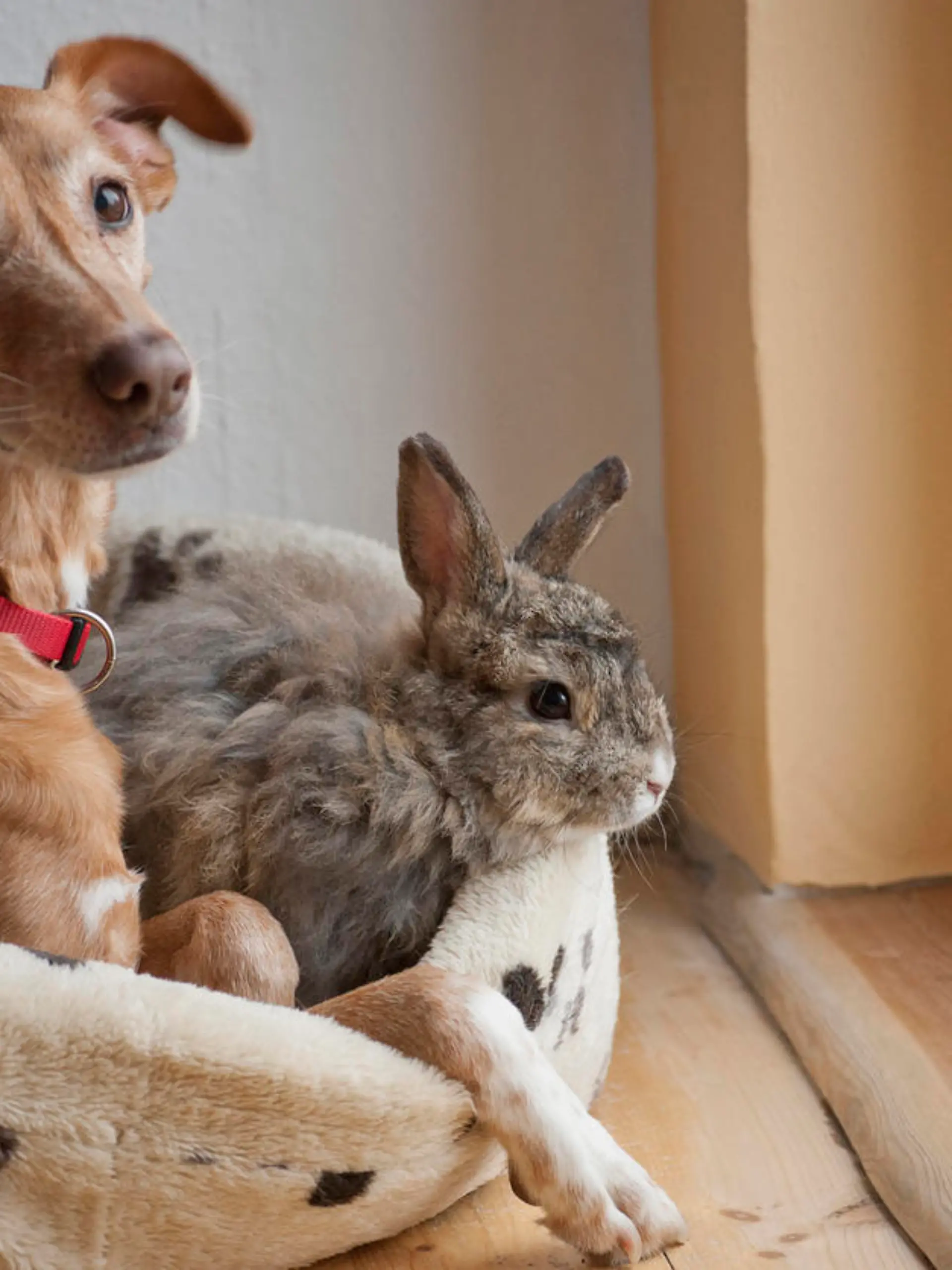 Hund und Kaninchen kuscheln im Körbchen