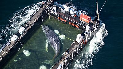Buckelwal starb in Ostsee: Vergeblich gerettet? Die große Et