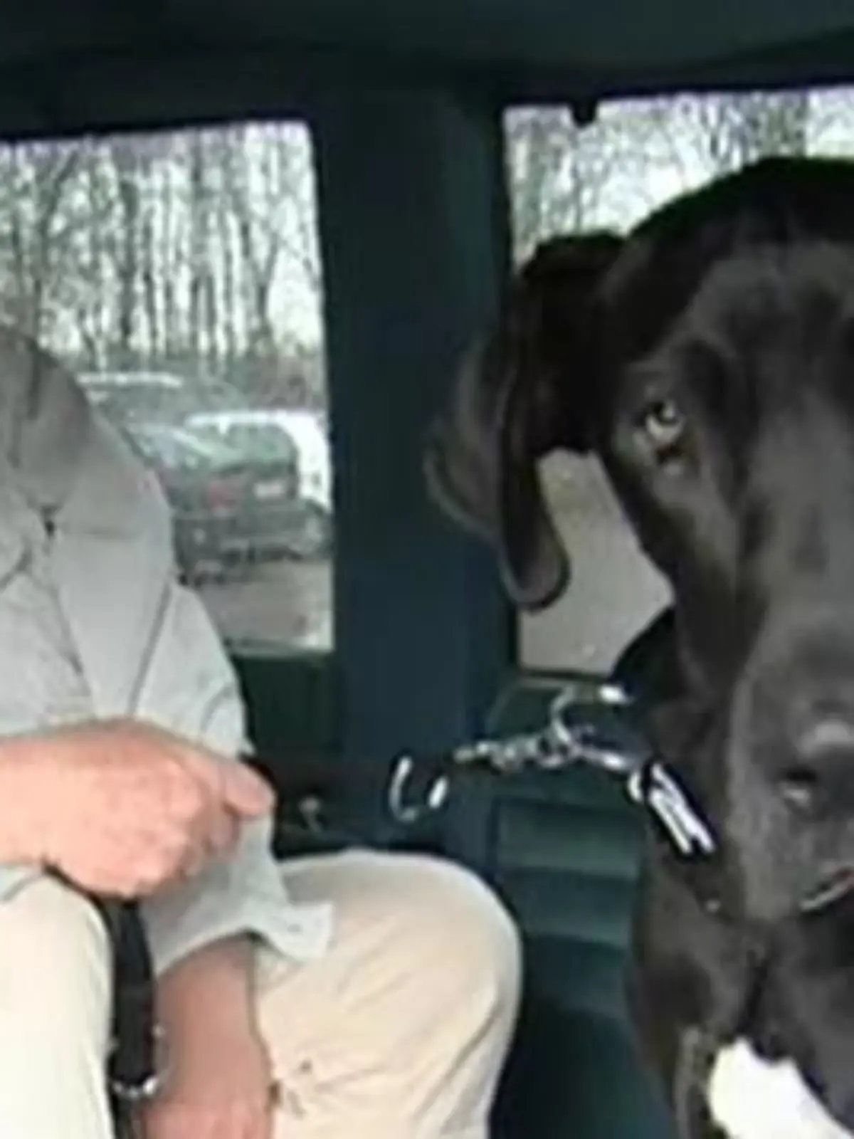 Tiergeschichten3 - Dogge Samir in Deutschland