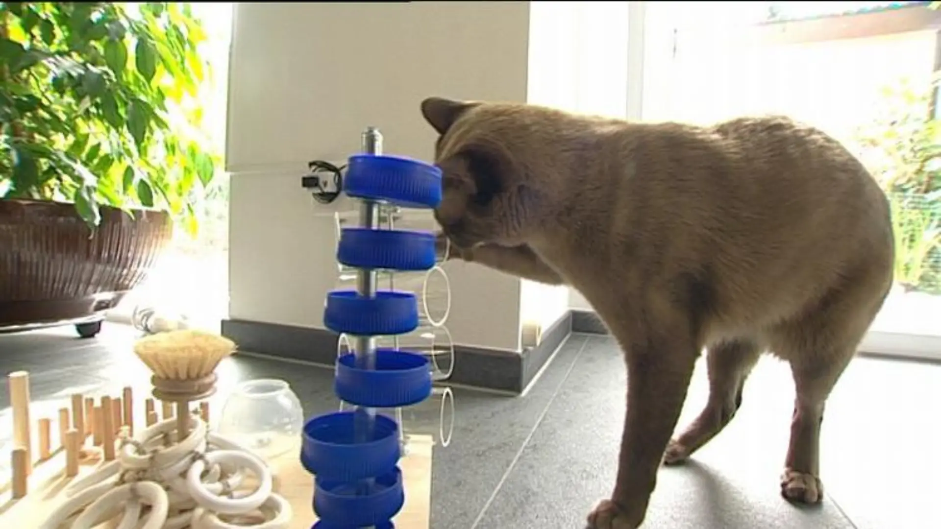 Tiergeschichten2 Katze und Spielzeug
