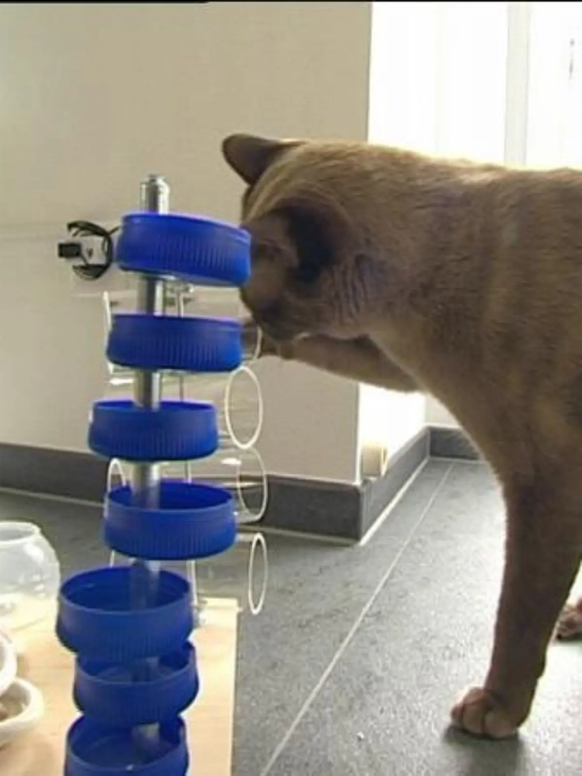 Tiergeschichten2 Katze und Spielzeug