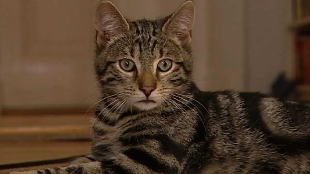 Katzentherapeutin 1 - Jungkater Balthasar