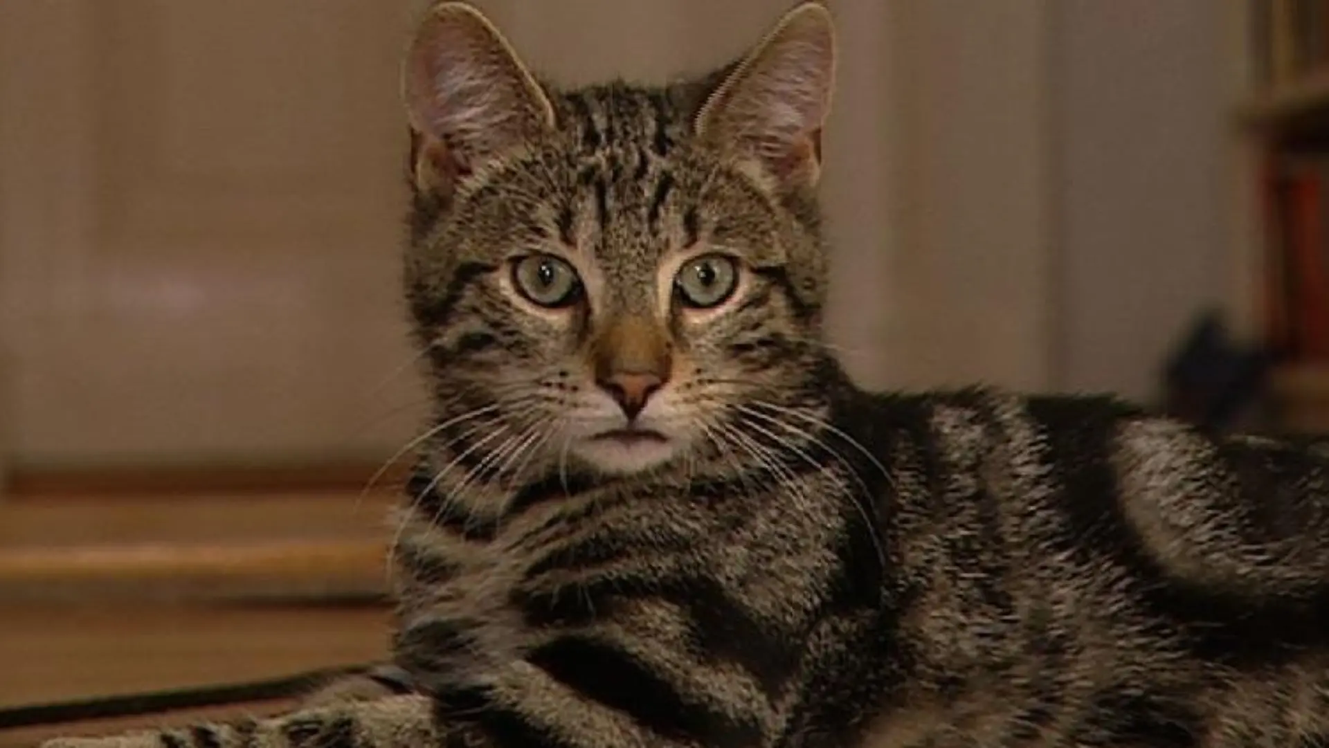 Katzentherapeutin 1 - Jungkater Balthasar