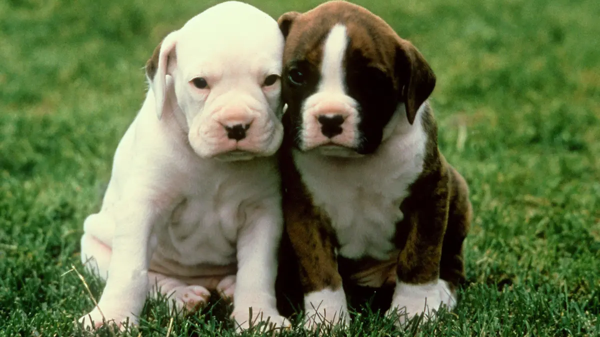 Zwei Welpen der Hunderasse Boxer, einer davon ist weiß mit schwarzen Augen. Fast in jedem Wurf kommt ein weißer Boxer zur Welt, der jedoch meist von den Züchtern eingeschläfert wird, da so ein weißer Welpe zu wenig Geld einbringt. (undatierte Aufnahme)