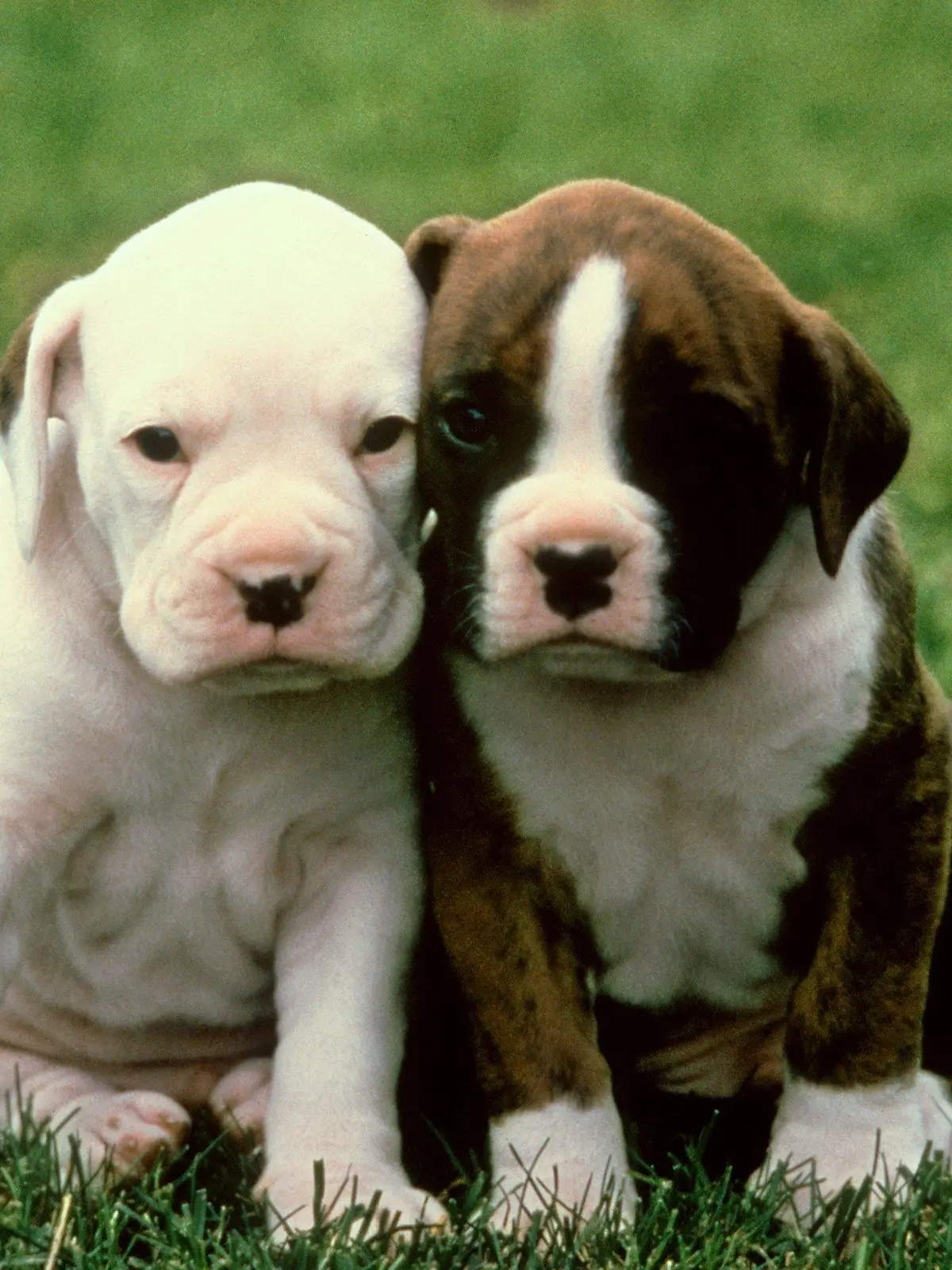 Zwei Welpen der Hunderasse Boxer, einer davon ist weiß mit schwarzen Augen. Fast in jedem Wurf kommt ein weißer Boxer zur Welt, der jedoch meist von den Züchtern eingeschläfert wird, da so ein weißer Welpe zu wenig Geld einbringt. (undatierte Aufnahme)