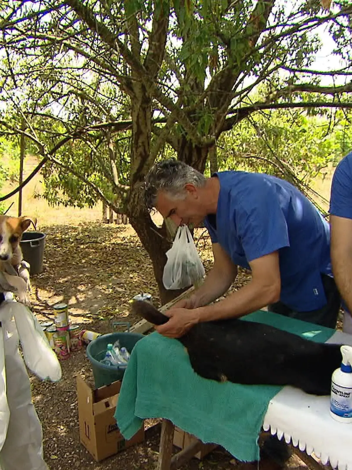 TG4 - Straenhunde 3 - VOX-DOCMA TV - Nina und ihr Team versuchen so vielen Hunden wie mglich zu helfen angefangen bei einer Untersuchung inkl. Desinfektion