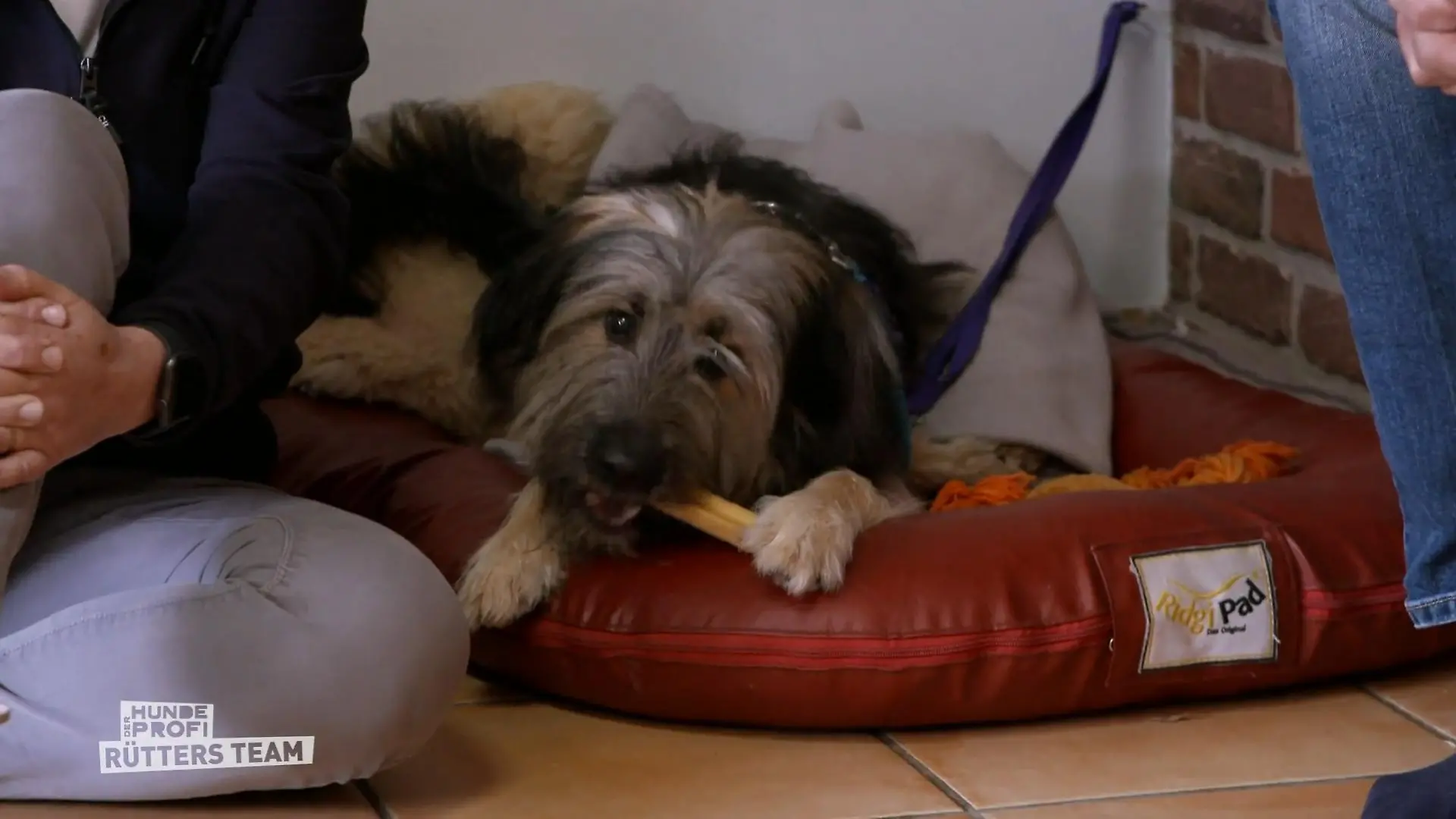 Der Hundeprofi - Rütters Team