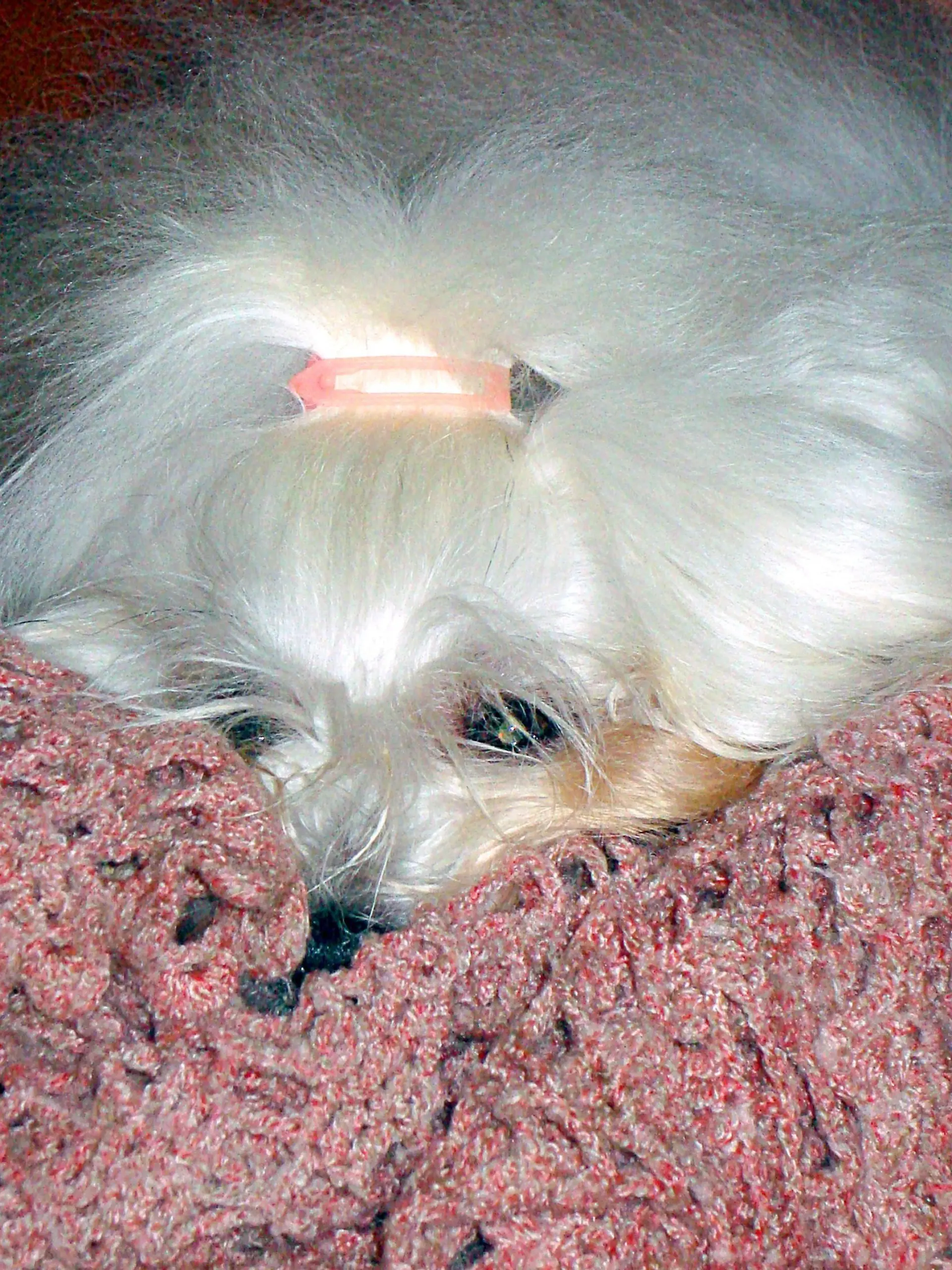 Coton de Tulear-Hündin Zita