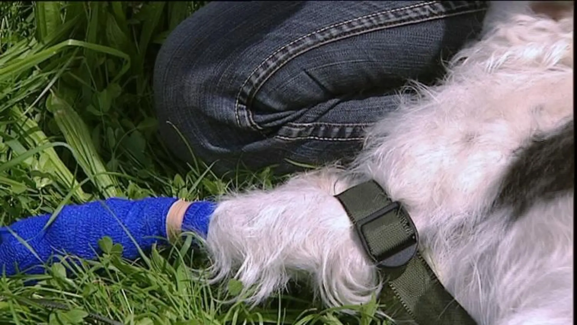 tiergeschichten1 Hundebein mit Verband