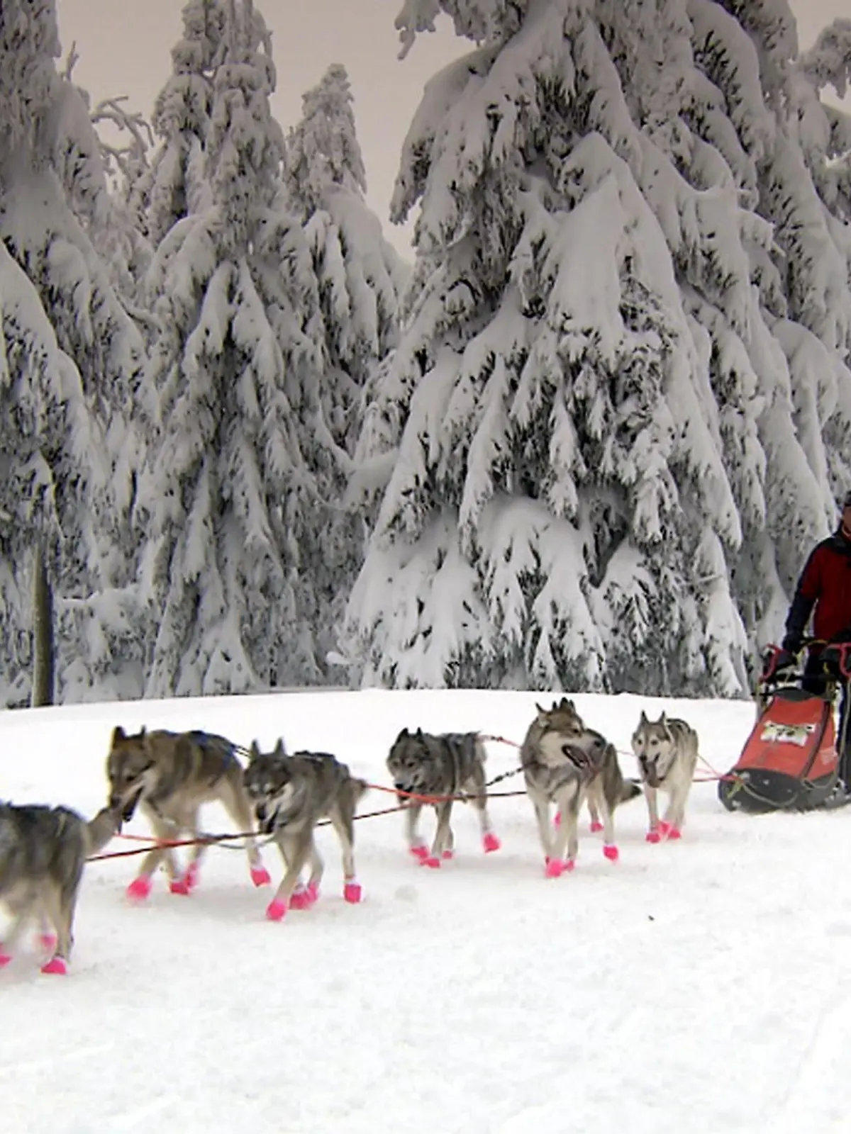 Volker Ebertshäuser aus Wasenbach hat sich zusammen mit seinen zwölf sibirischen Huskys Großes vorgenommen. Er möchte am Amundsen Race im eiskalten Norden Schwedens teilnehmen. Dafür trainiert er mit seinen Schneehunde so oft er kann.