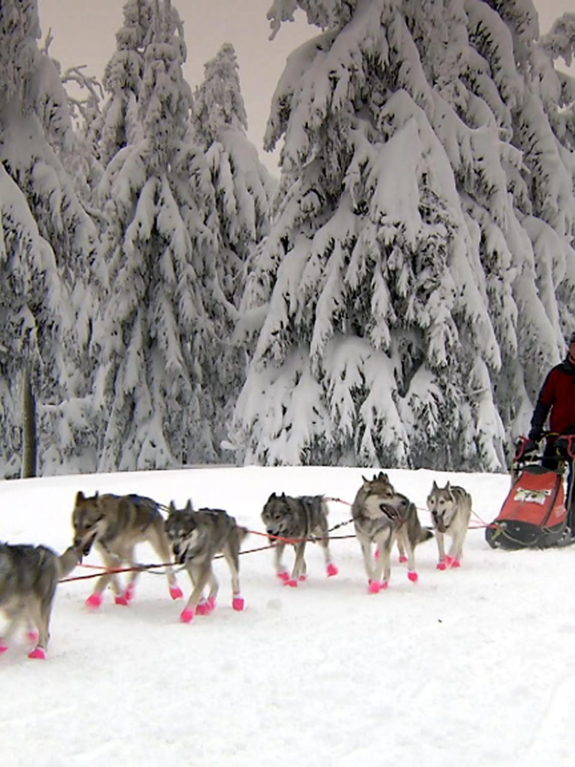 Volker Ebertshäuser aus Wasenbach hat sich zusammen mit seinen zwölf sibirischen Huskys Großes vorgenommen. Er möchte am Amundsen Race im eiskalten Norden Schwedens teilnehmen. Dafür trainiert er mit seinen Schneehunde so oft er kann.