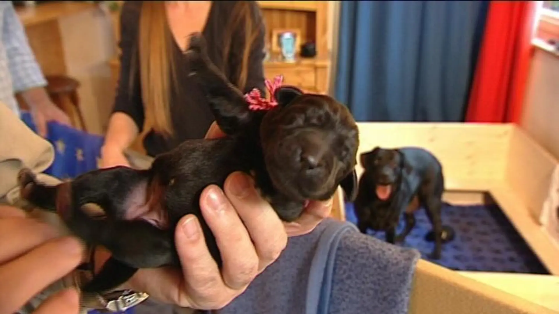 vorschau labradorbaby