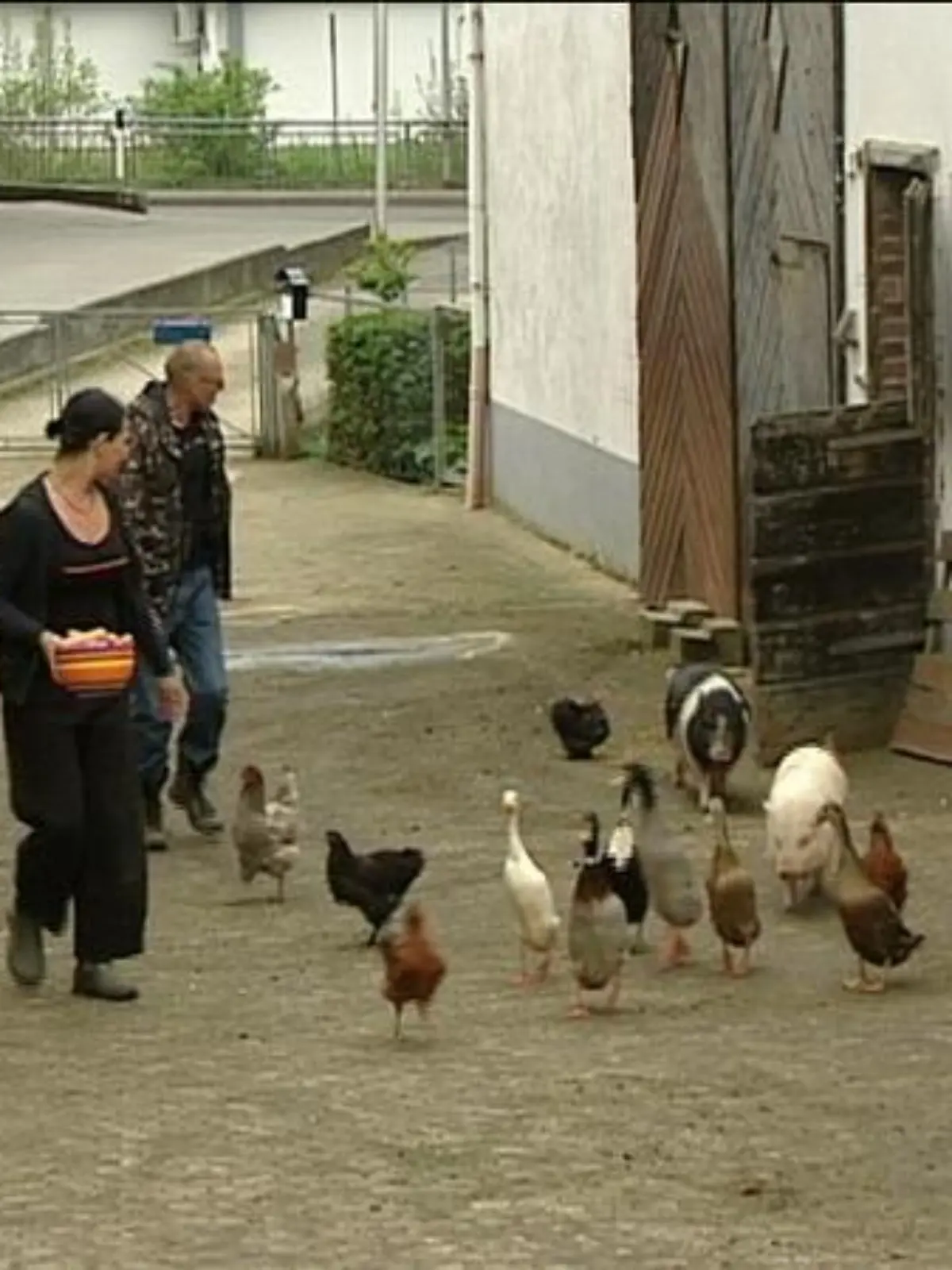zusatzbild laufentenküken1
