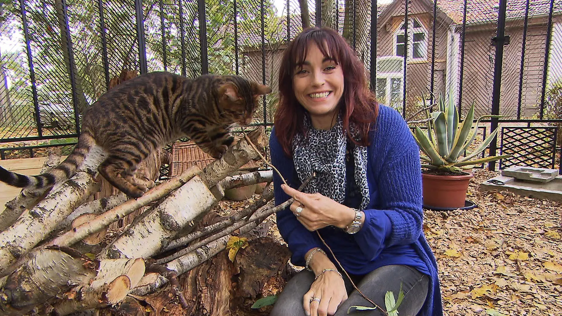 Tiergeschichten1 - Diana und Katzenrasse Toyger