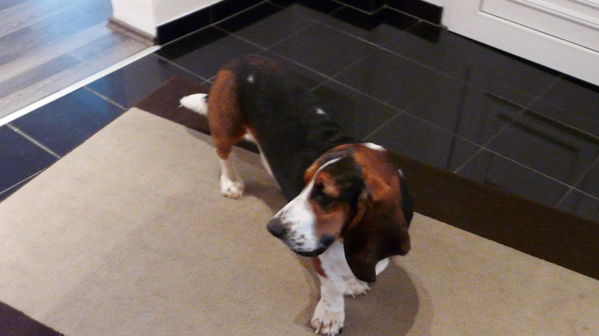 Wenn Basset Barnabas wütend ist, zerfetzt er alles, was er in die Pfoten bekommt, frisst, was er von Tisch, Herd und Spüle zerren kann, und pinkelt gegen die Terrassentür.