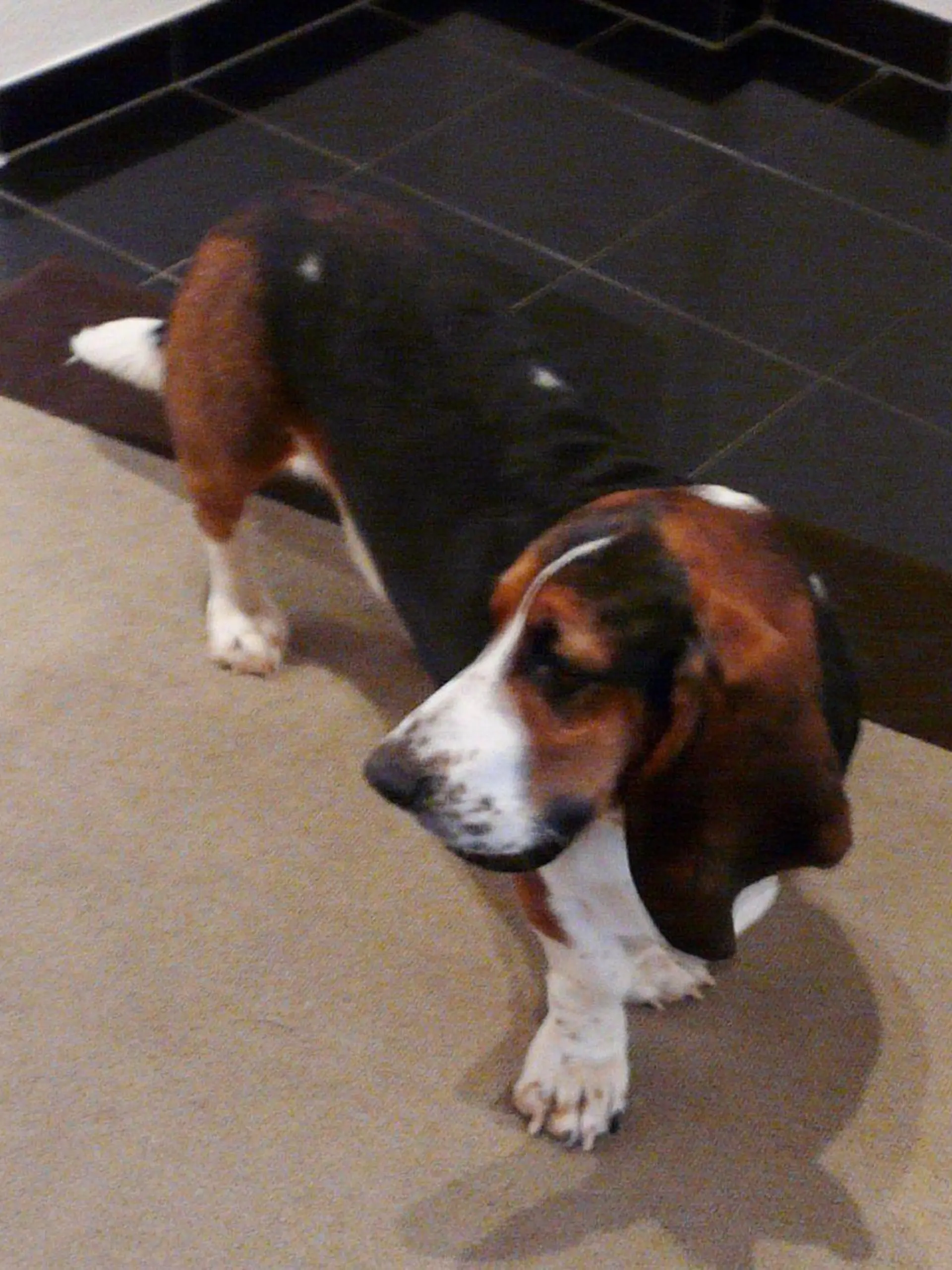 Wenn Basset Barnabas wütend ist, zerfetzt er alles, was er in die Pfoten bekommt, frisst, was er von Tisch, Herd und Spüle zerren kann, und pinkelt gegen die Terrassentür.