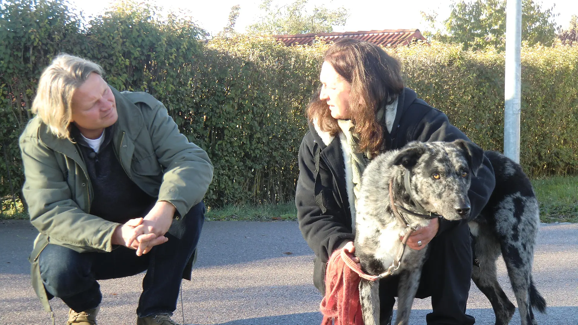 Tiere in Not 1 - Ghost beim Training