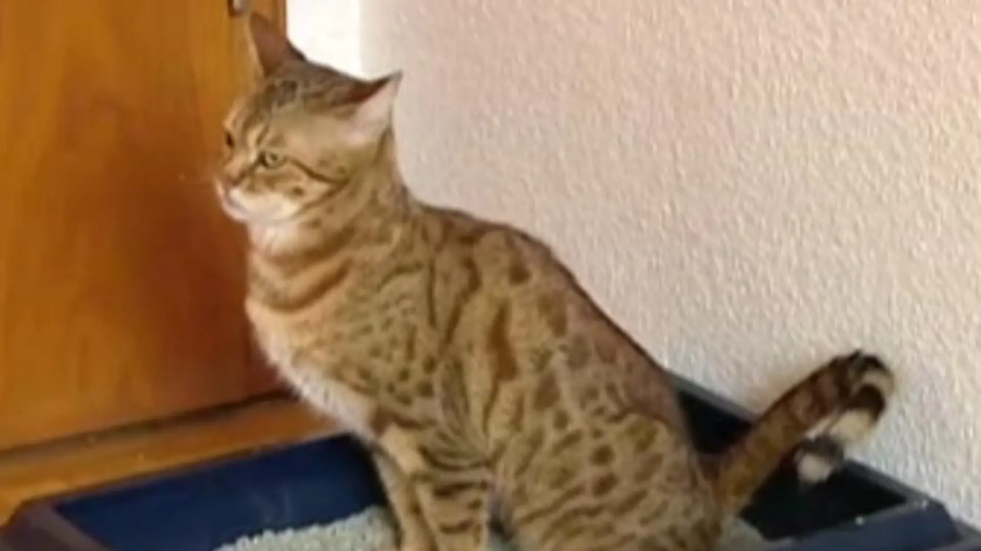 Tiergeschichten2 - Bild 2 - Katzenstreutest