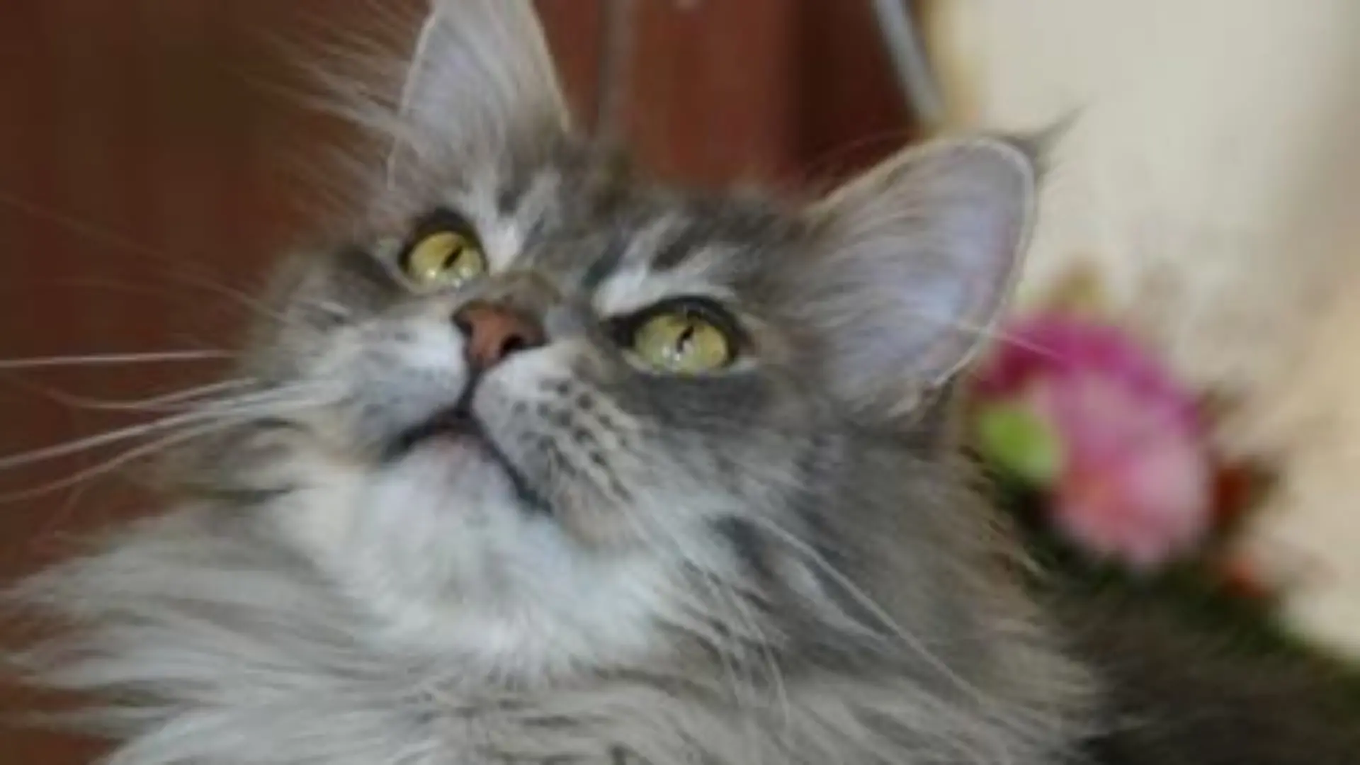 Tiergeschichten 2 - Bild 1 - Maine Coon