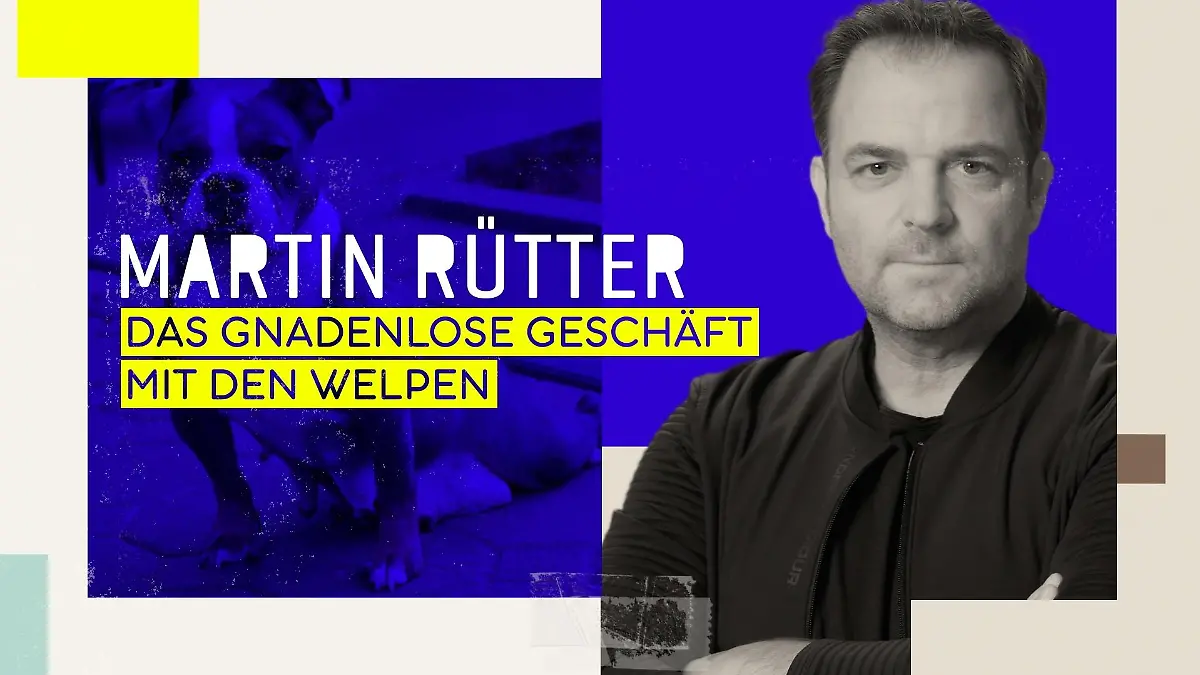 Martin Rütter - Das gnadenlose Geschäft mit den Welpen

Die Verwendung des sendungsbezogenen Materials ist nur mit dem Hinweis und Verlinkung auf RTL+ gestattet.