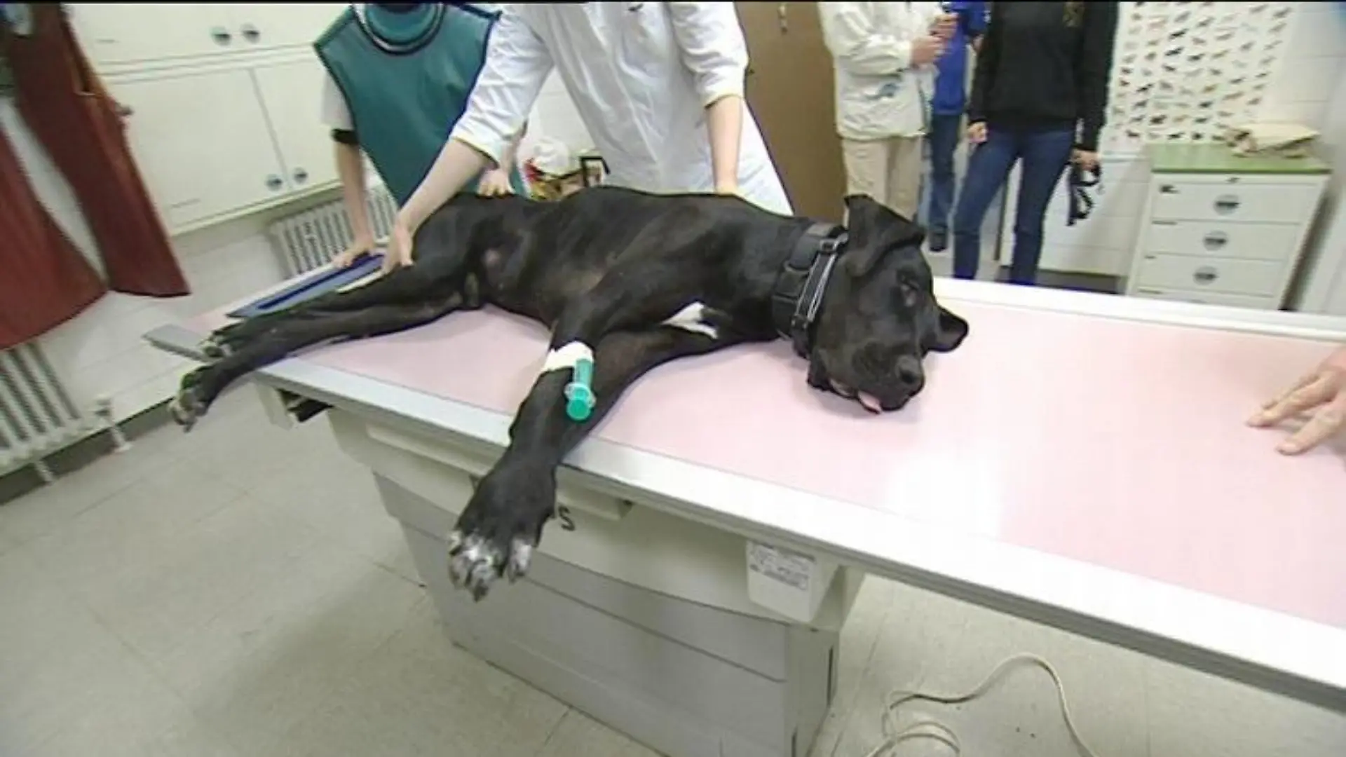 tierschutz auf malle dogge samir röntgen rockstarsmit herz
