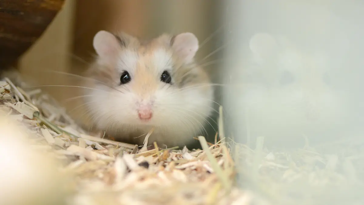 Ein Dsungarischer Zwerghamster (Phodopus sungorus) sitzt am 11.03.2015 in einer Zoofachhandlung in Gelsenkirchen in seinem Kaefig. Foto: Caroline Seidel | Verwendung weltweit