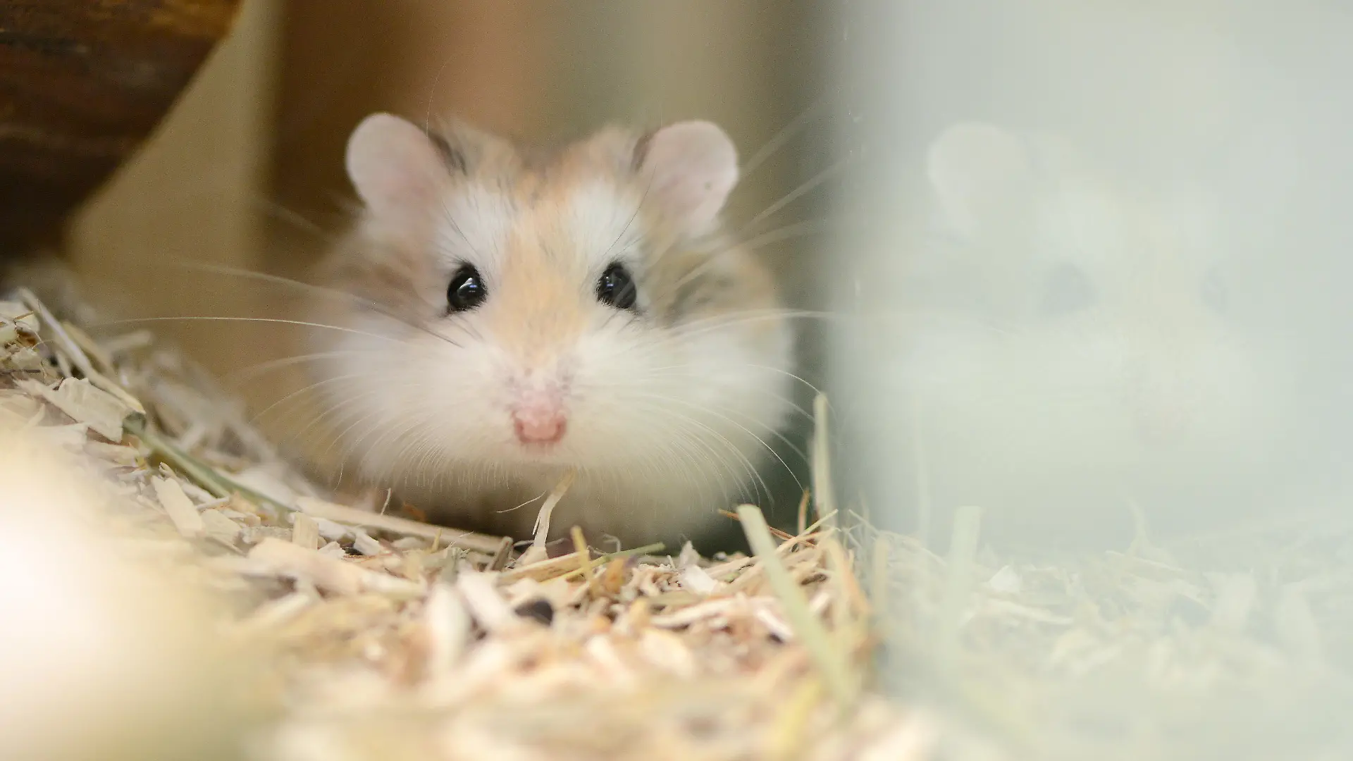 Ein Dsungarischer Zwerghamster (Phodopus sungorus) sitzt am 11.03.2015 in einer Zoofachhandlung in Gelsenkirchen in seinem Kaefig. Foto: Caroline Seidel | Verwendung weltweit