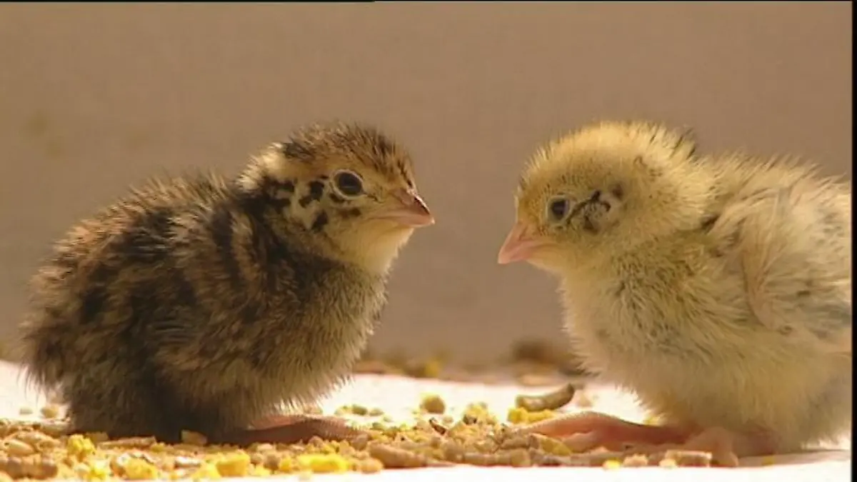 tierlexikon wachtelküken