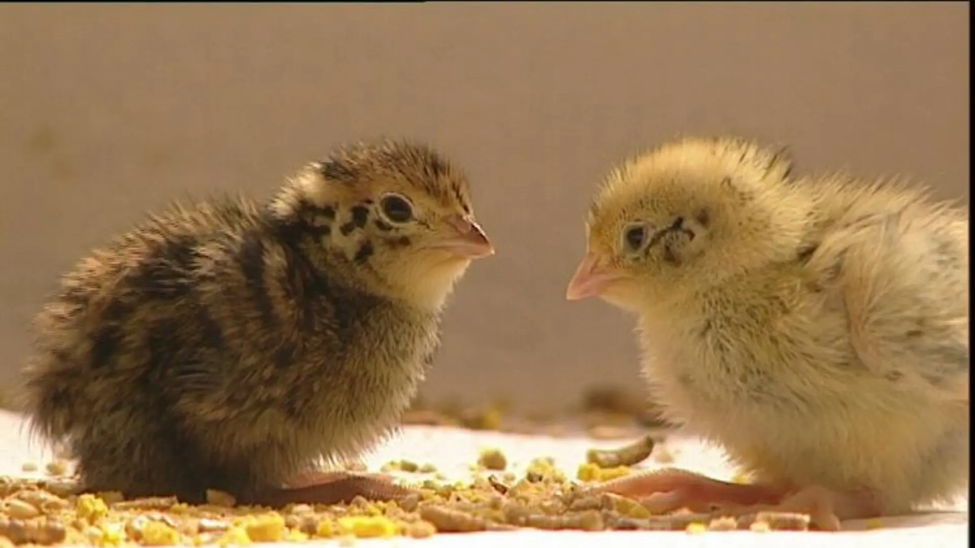 tierlexikon wachtelküken