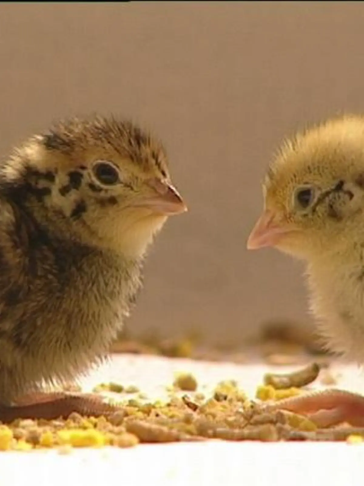 tierlexikon wachtelküken