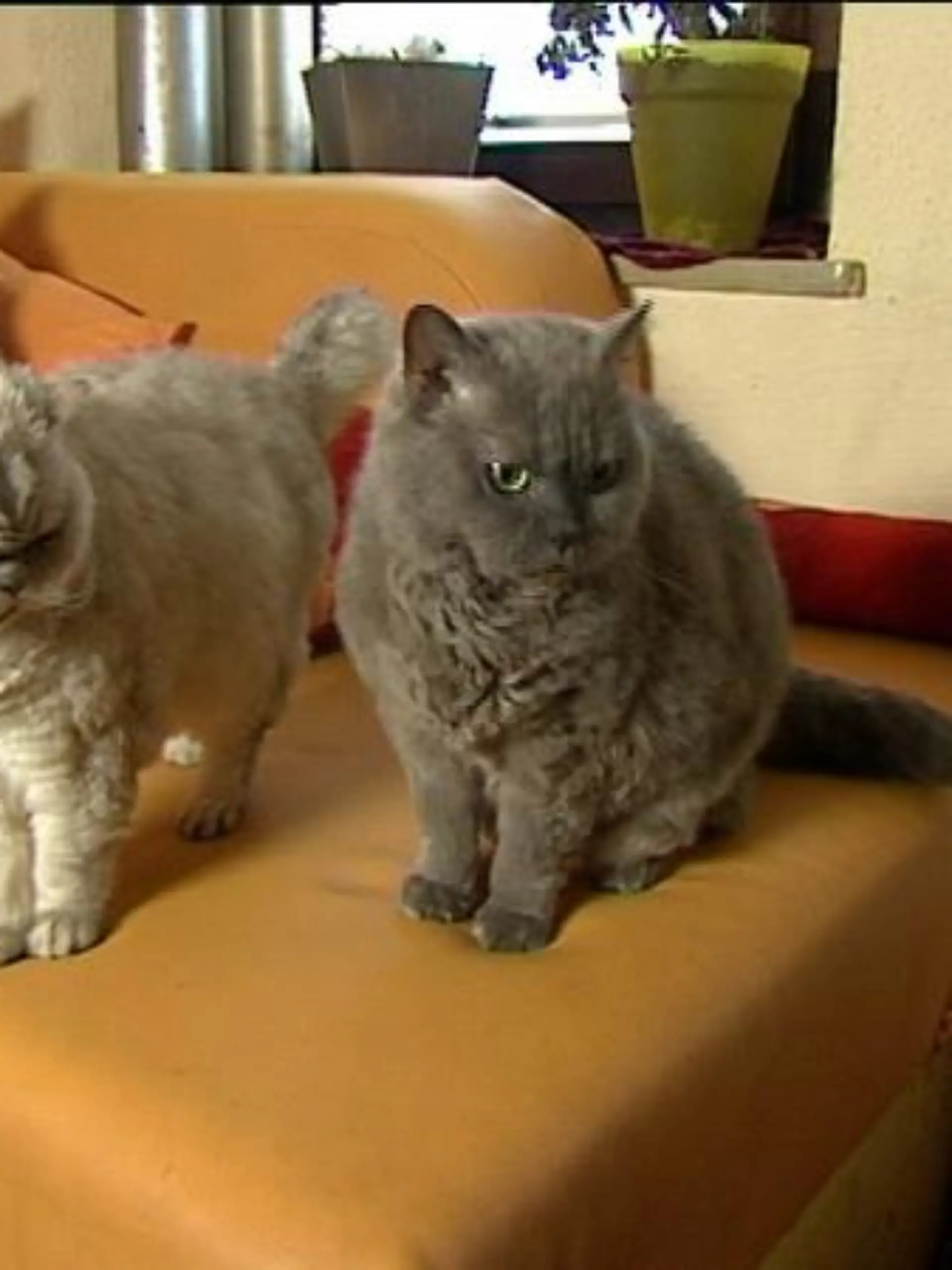 katzenlexikon selkirik rex 2