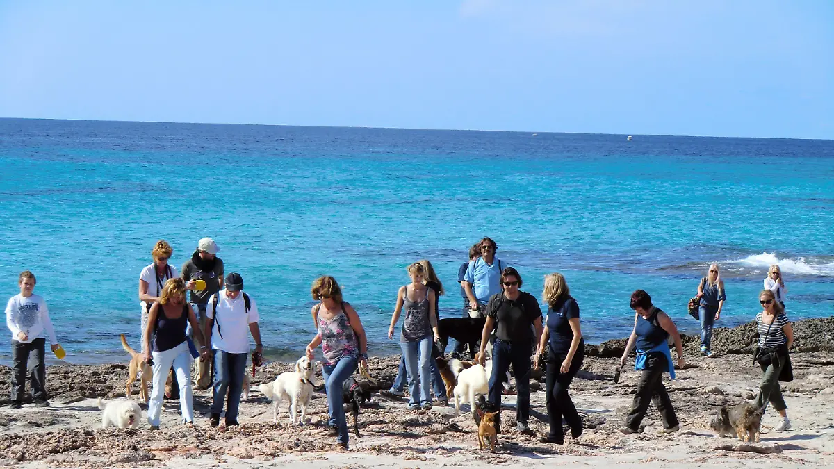 Hundewandern an der Küste von Mallorca mit Privat- und Tierheimhunden.