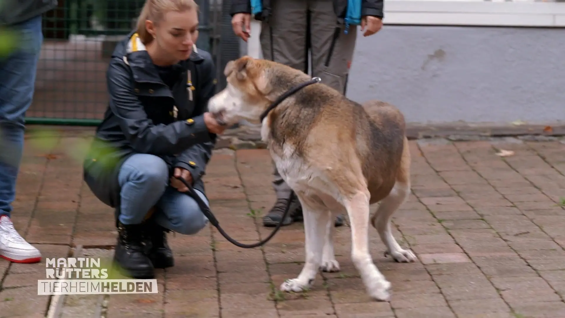 Bei einem Leckerli sagt auch eine ältere Hundedame nicht nein