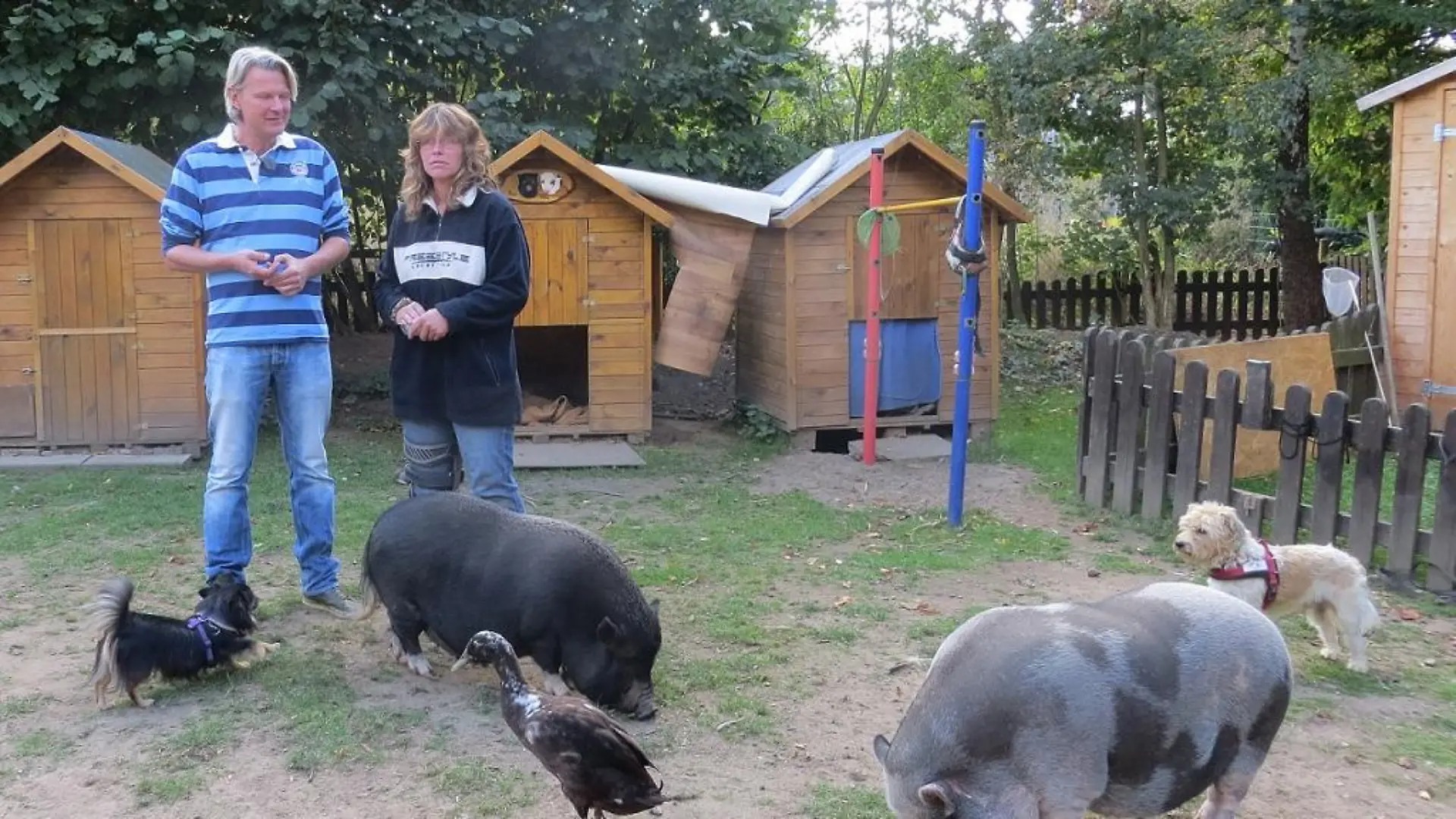 TiereinNot - Tierparadies VOX-DOCMA-TV In Rosis Tierparadies haben alle Tiere ein schnes Leben doch Rosi braucht Untersttzung von hundkatzemaus-Tierschutzexperte Frank Weber