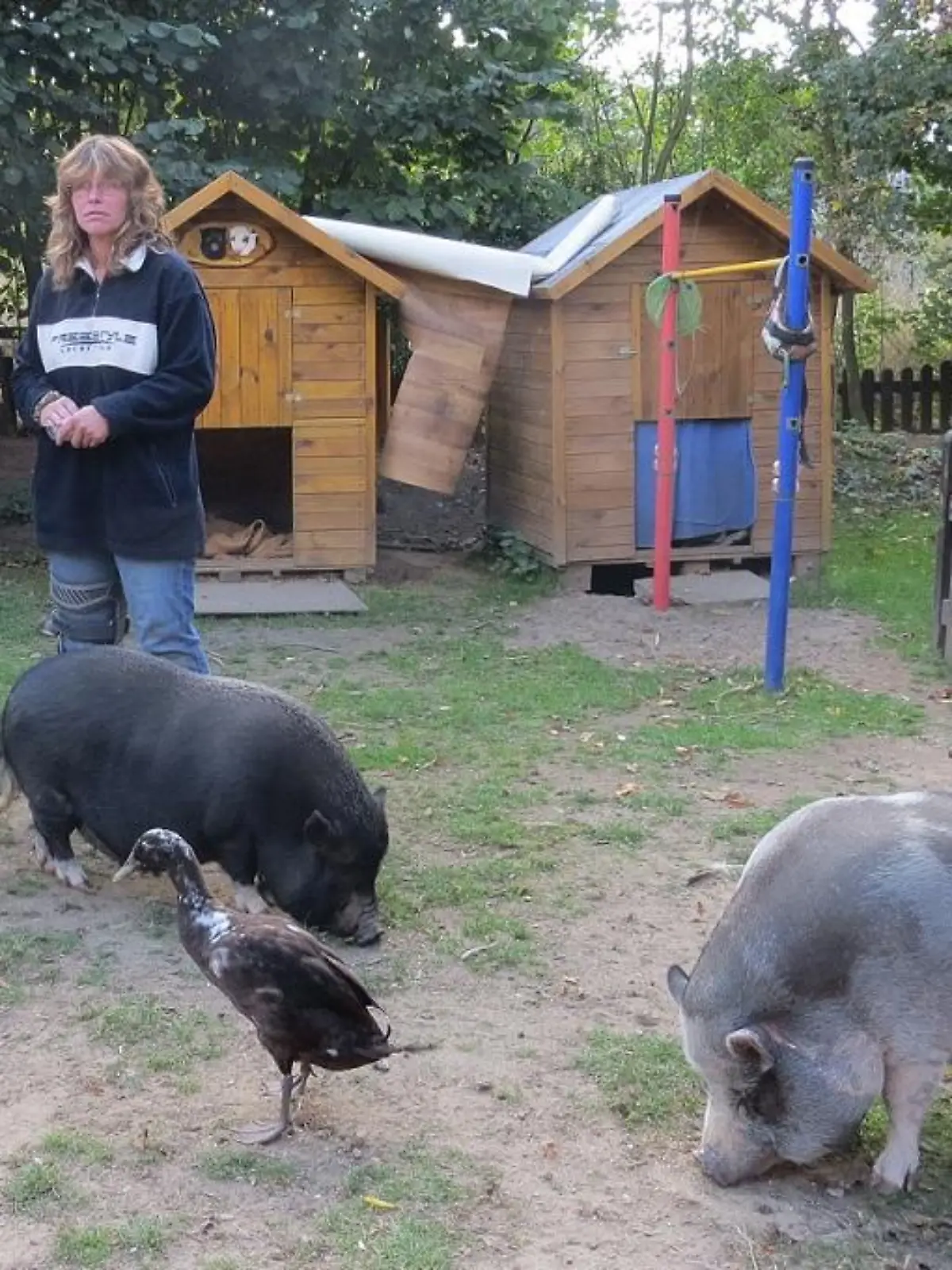 TiereinNot - Tierparadies VOX-DOCMA-TV In Rosis Tierparadies haben alle Tiere ein schnes Leben doch Rosi braucht Untersttzung von hundkatzemaus-Tierschutzexperte Frank Weber