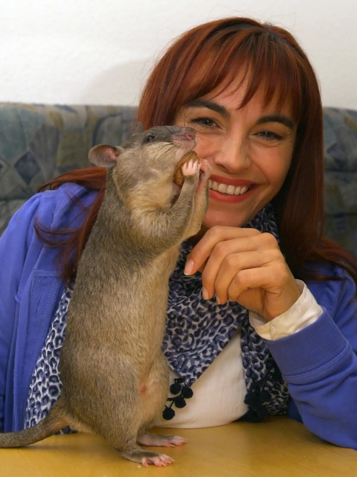 Vorschau - Riesenhamsterratte