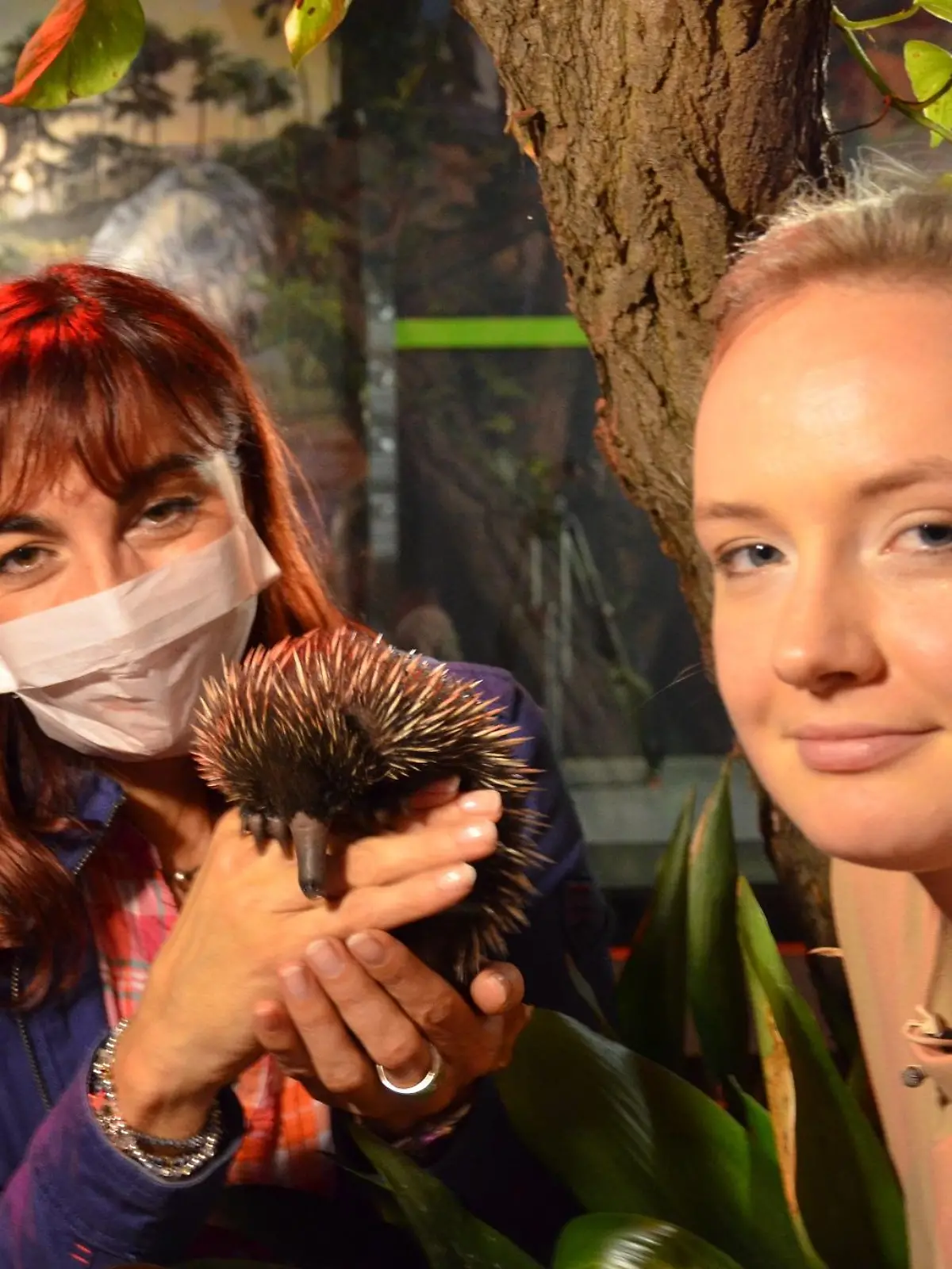 TG2 - Schnabeligel. VOX-DOCMA TV hundkatzemaus-Reporterin Diana Eichhorn besucht den Schnabeligelnachwuchs Harapan