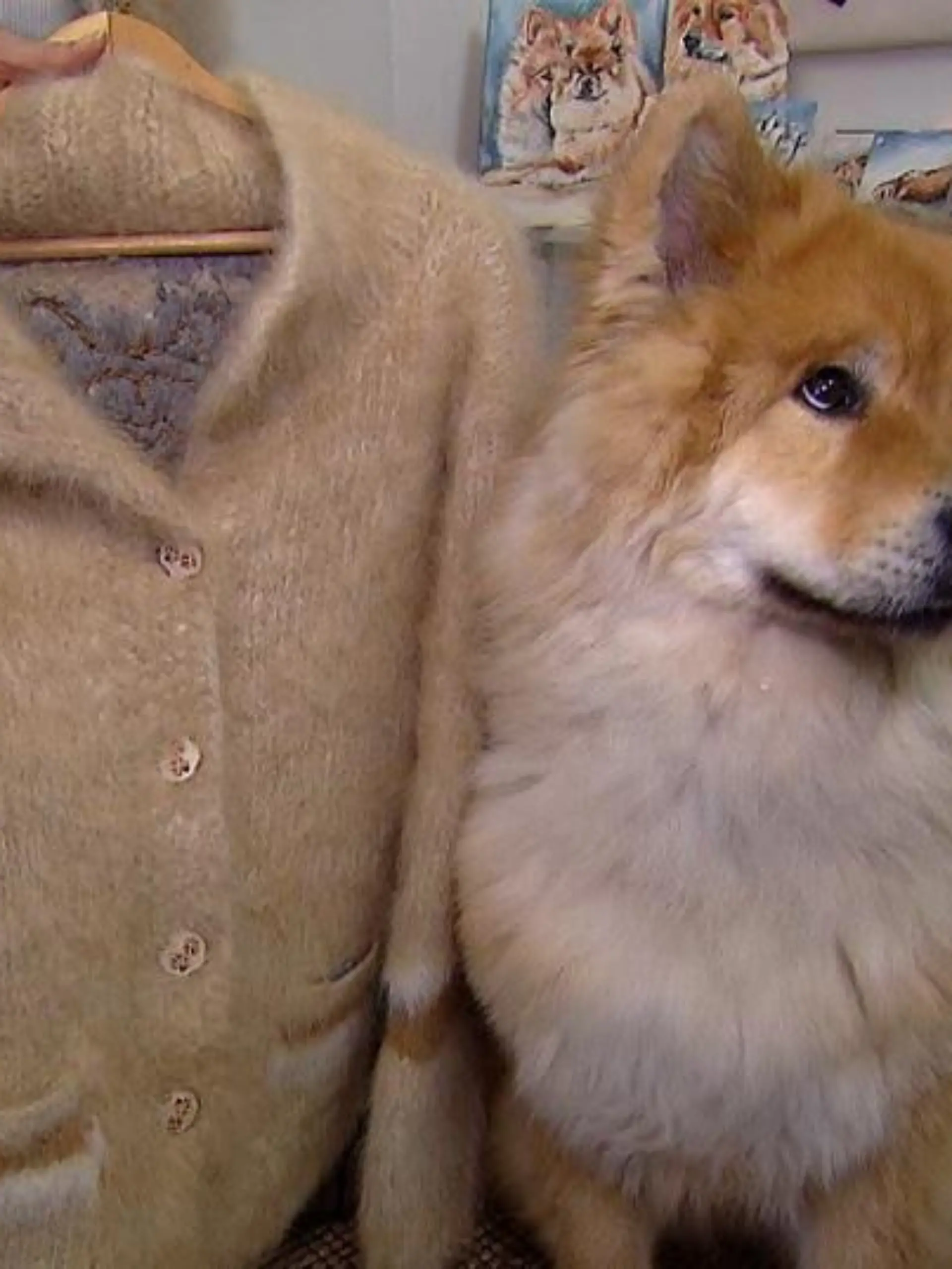 Tiergeschichten1 - VOX - Schmuck und Kleidung aus Tierhaaren