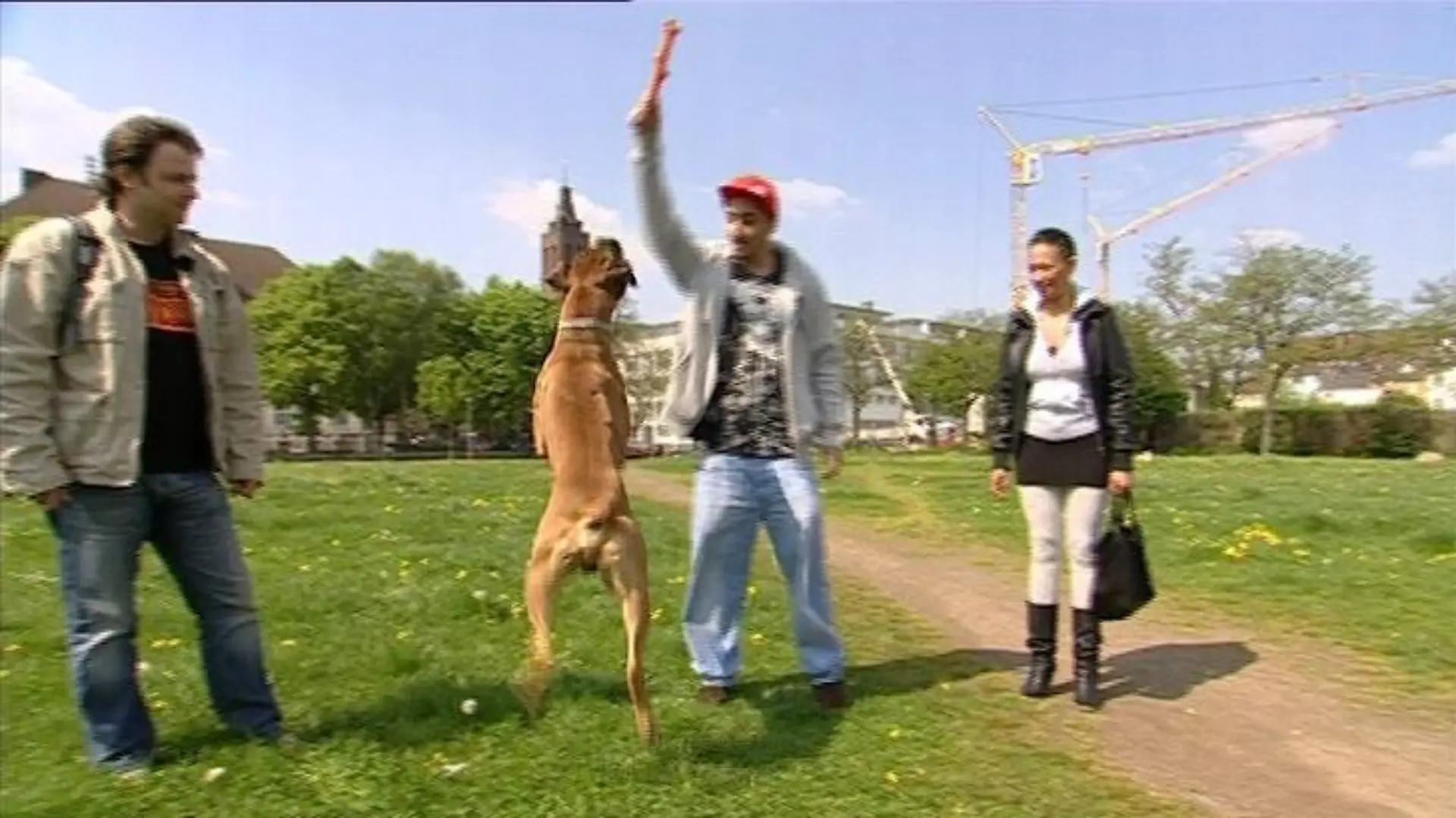 hundeprofi a2