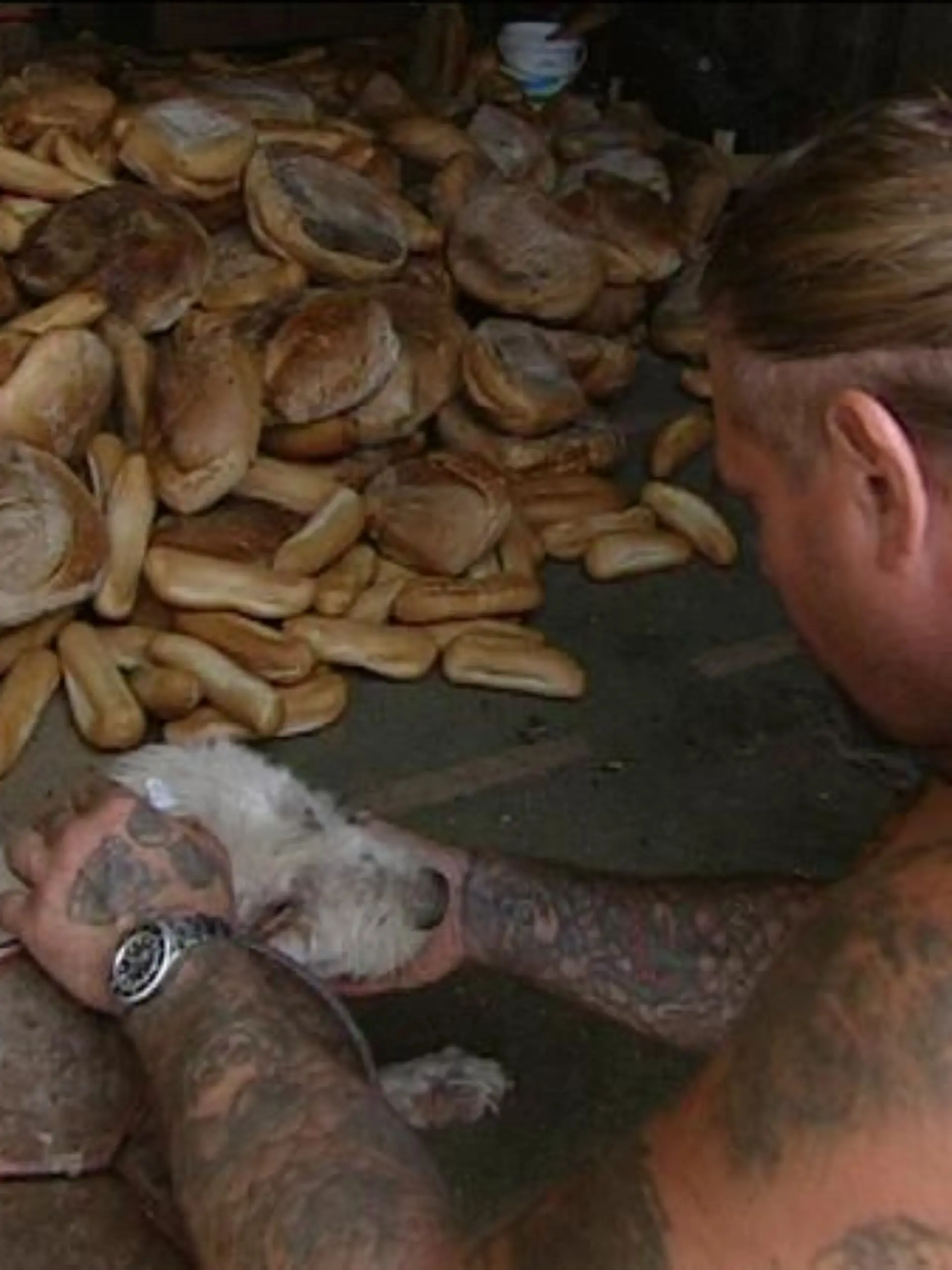 tiergeschichten3 hundgefunden