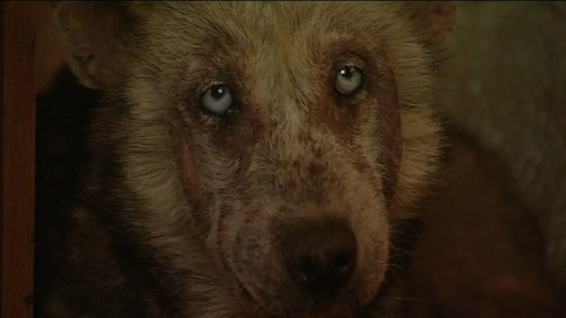 tiergeschichten3 schwacherhund