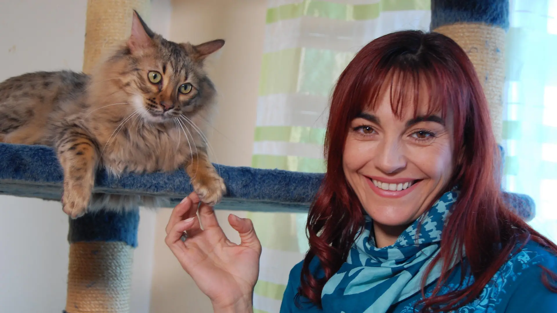 hkm Cashmere-Katzen