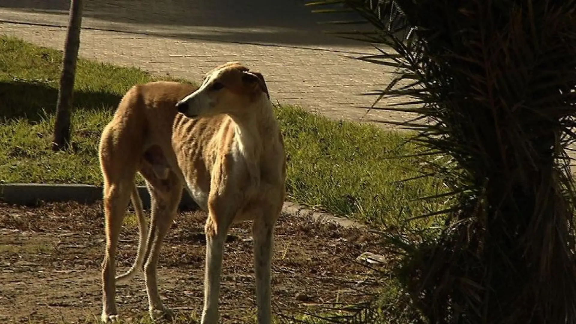 Tiergeschichten3 - VOX - Streunender Galgo auf der Strae