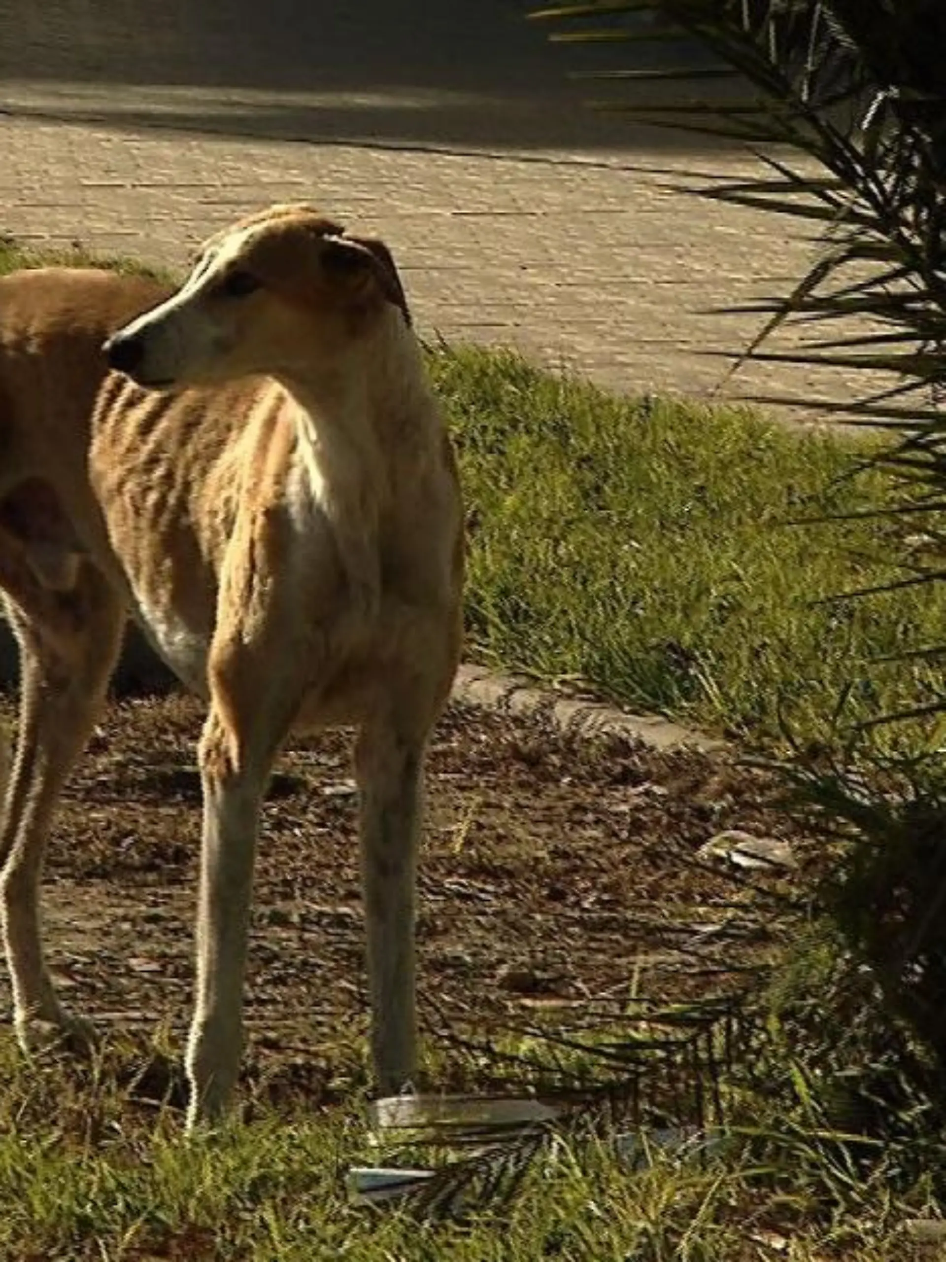 Tiergeschichten3 - VOX - Streunender Galgo auf der Strae