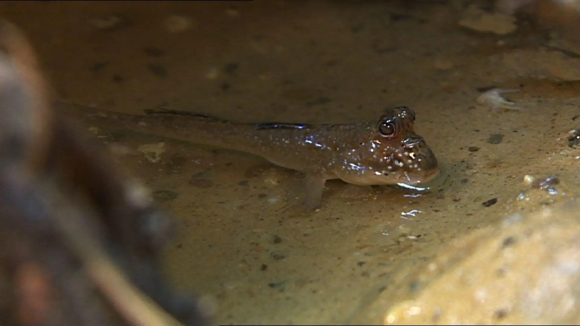 Tiergeschichten2 - Bild 1 - Schlammspringer