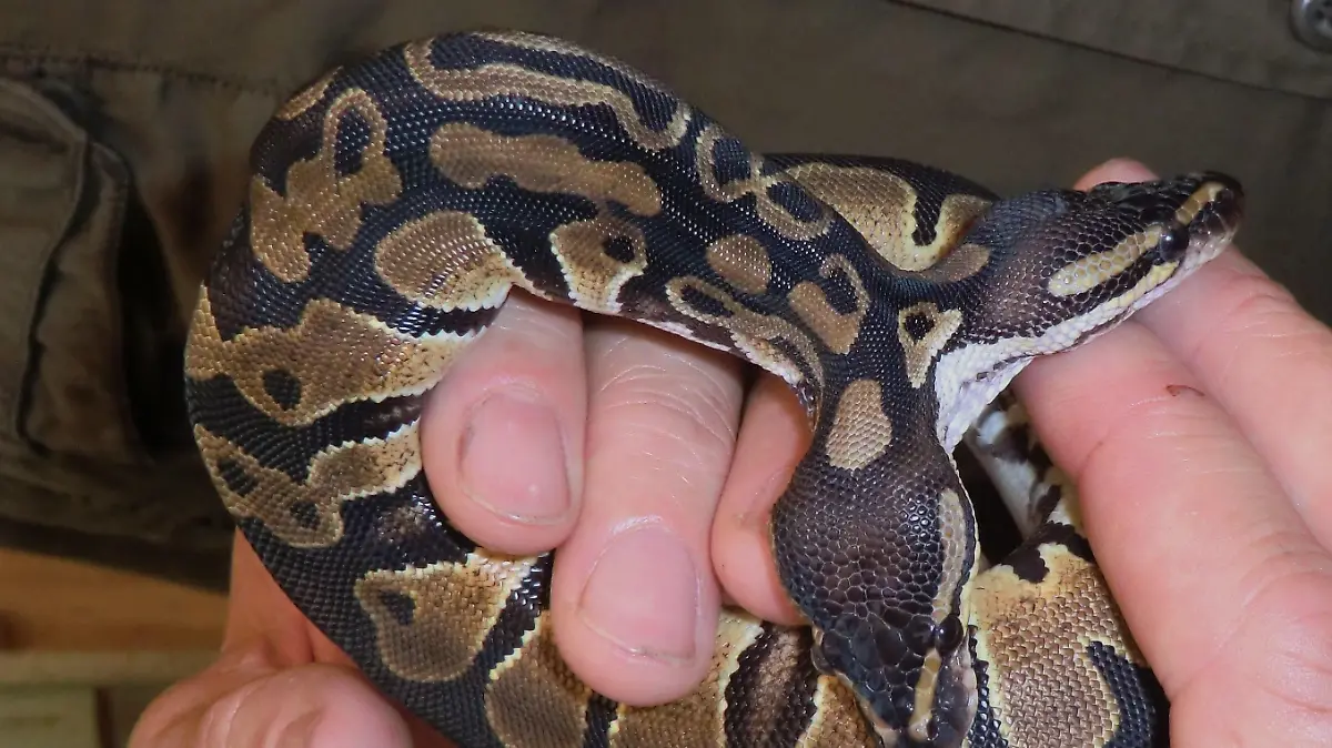 Doppelkopfpython 2