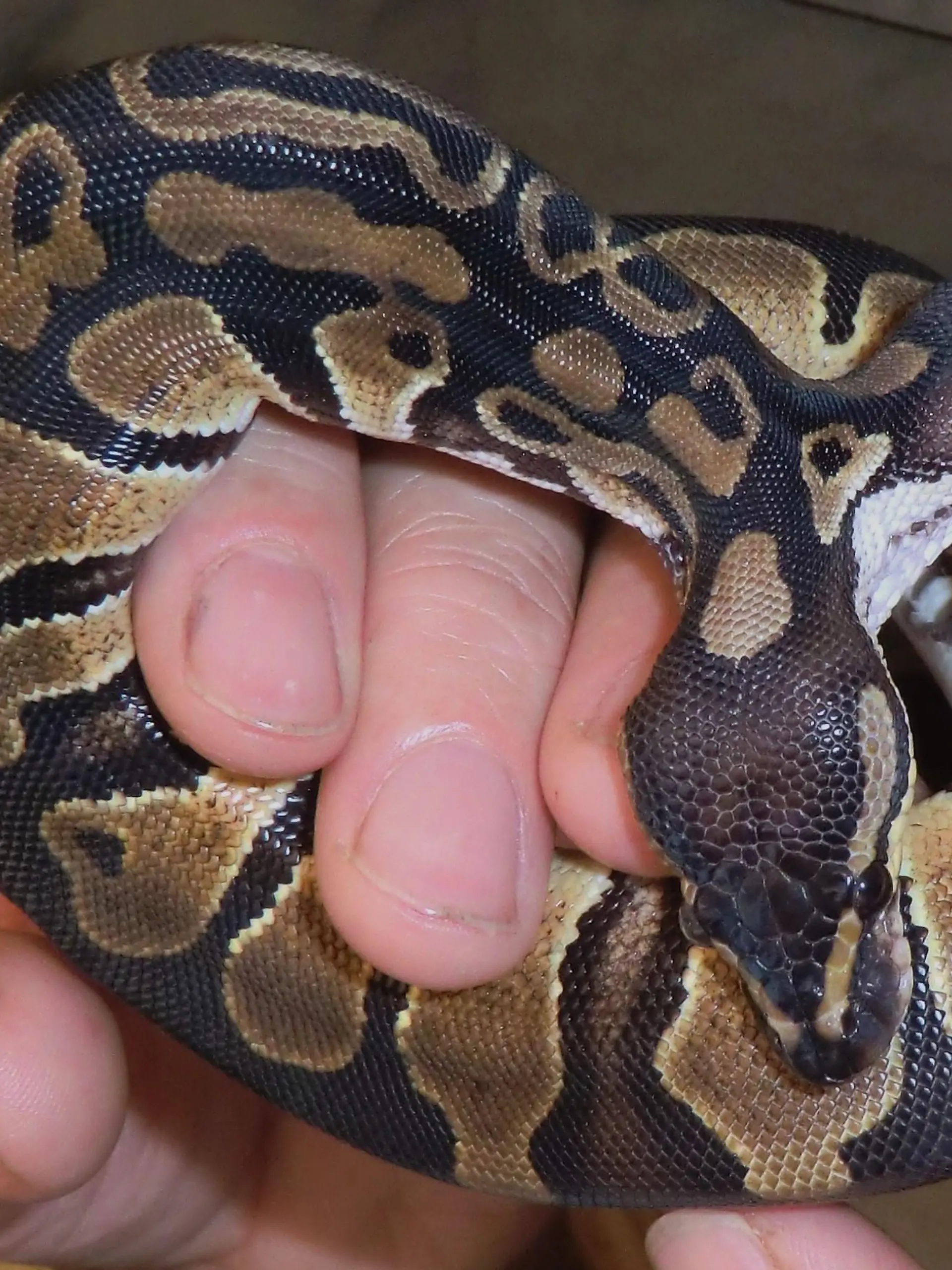 Doppelkopfpython 2